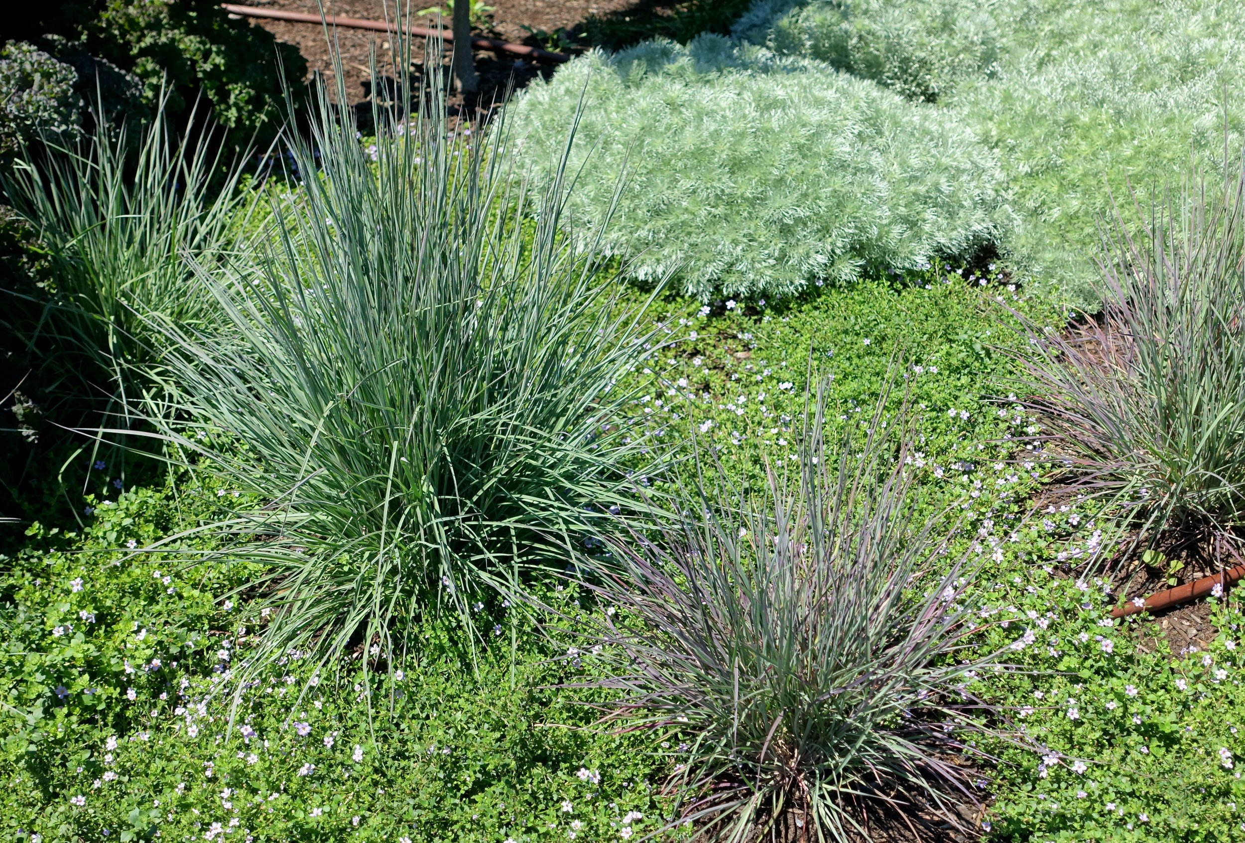 2 clumps of little blue stem growing on top of ground cover