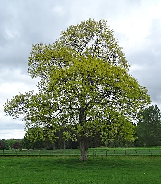Red_Oak_-_geograph.org.uk_-_6483414.jpg