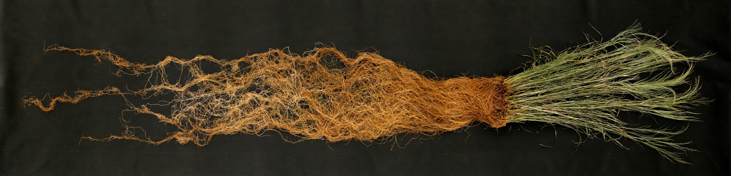 Roots of switch grass