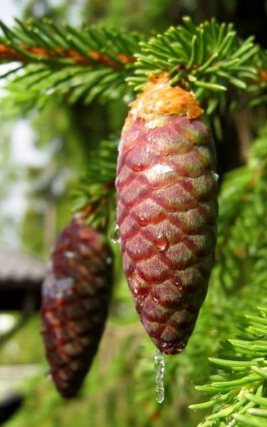 close up of a norway spruce cone