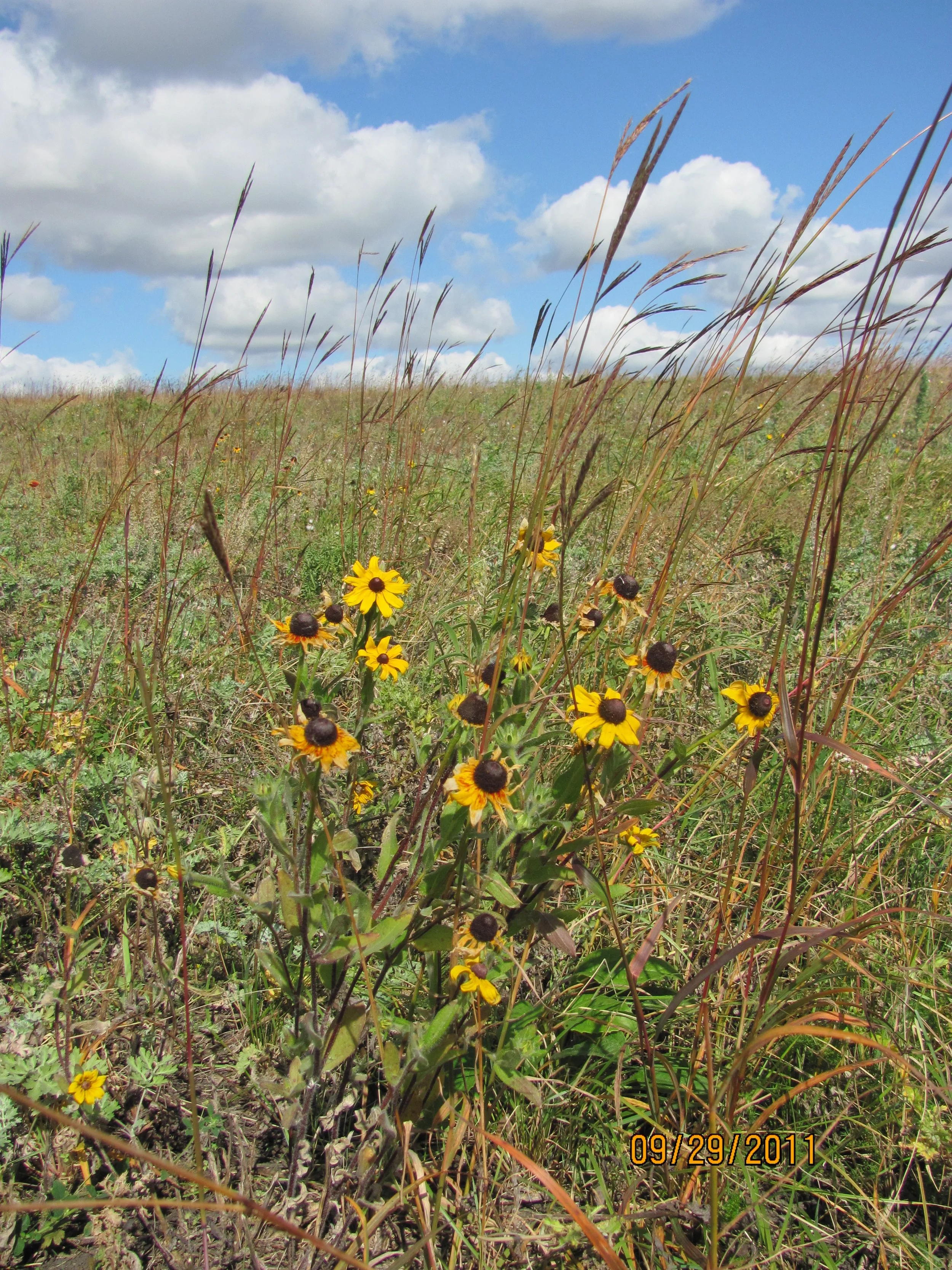 USFWS Mountain-Prairie, CC BY 2.0 <https://creativecommons.org/licenses/by/2.0>, via Wikimedia Commons.jpg
