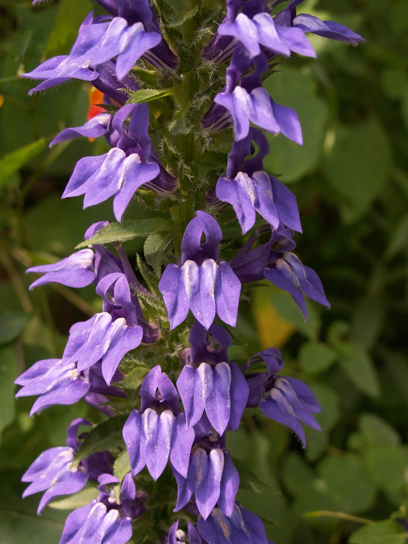 Close up of purple great blue lobelia flowers