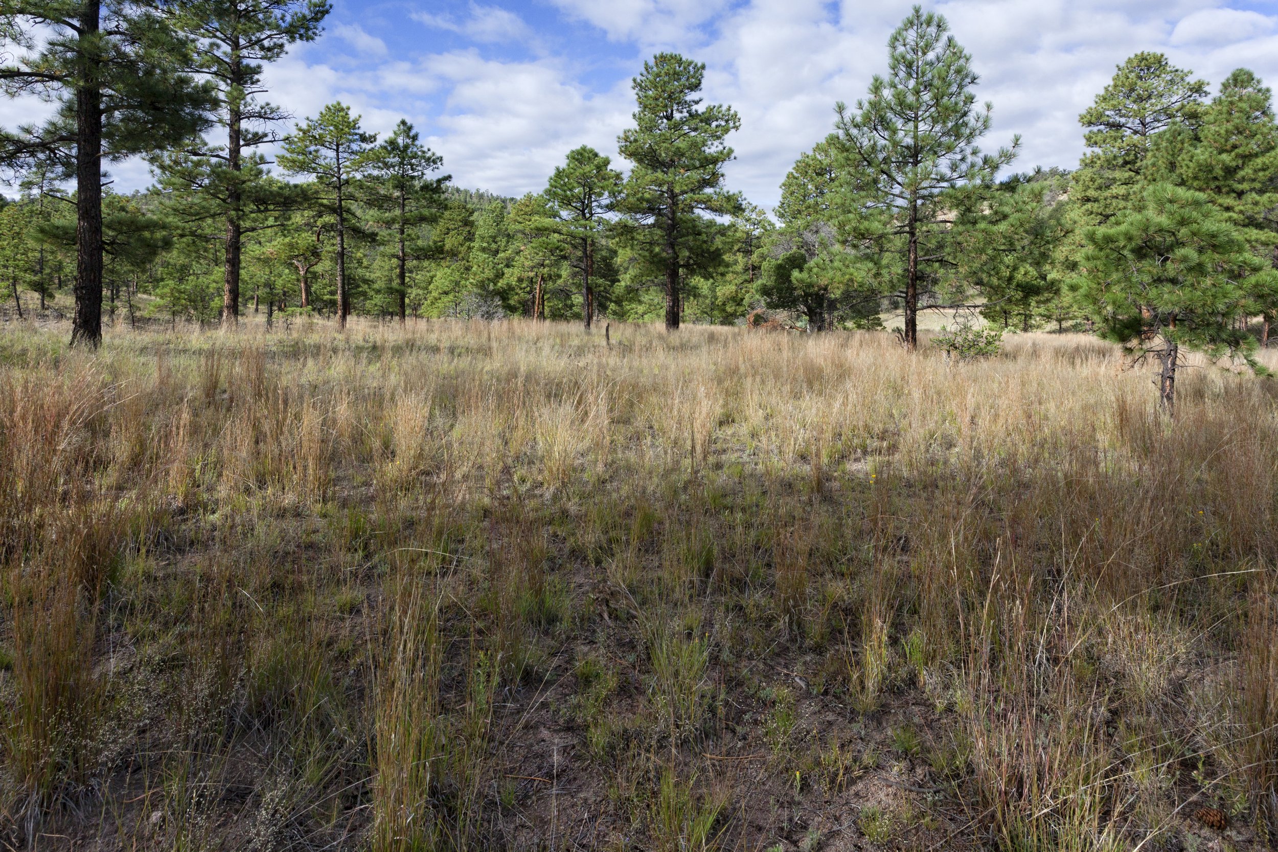 open field of little blue stem grass with pine trees