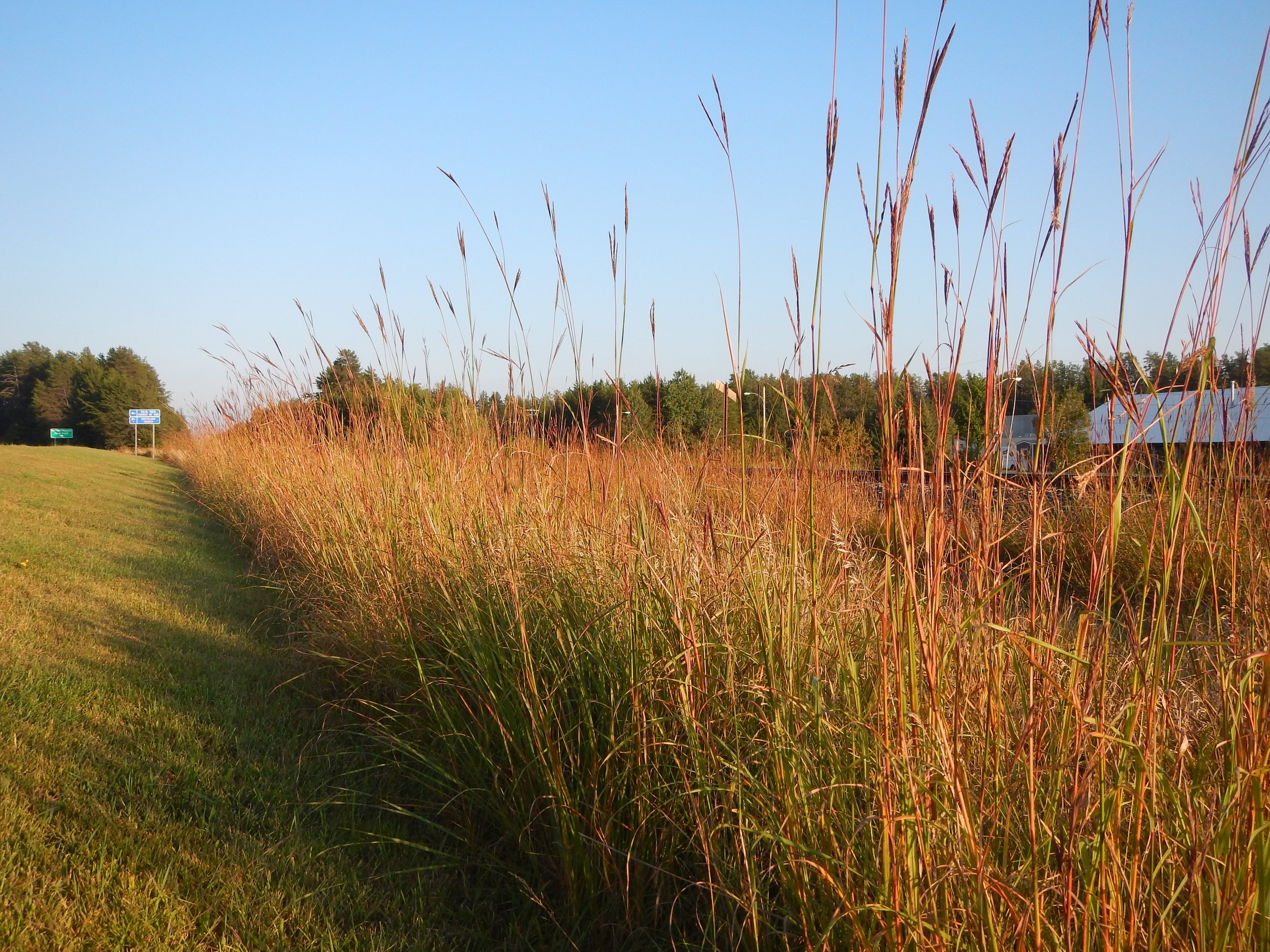 cut lawn next to grassy field of big blue stem