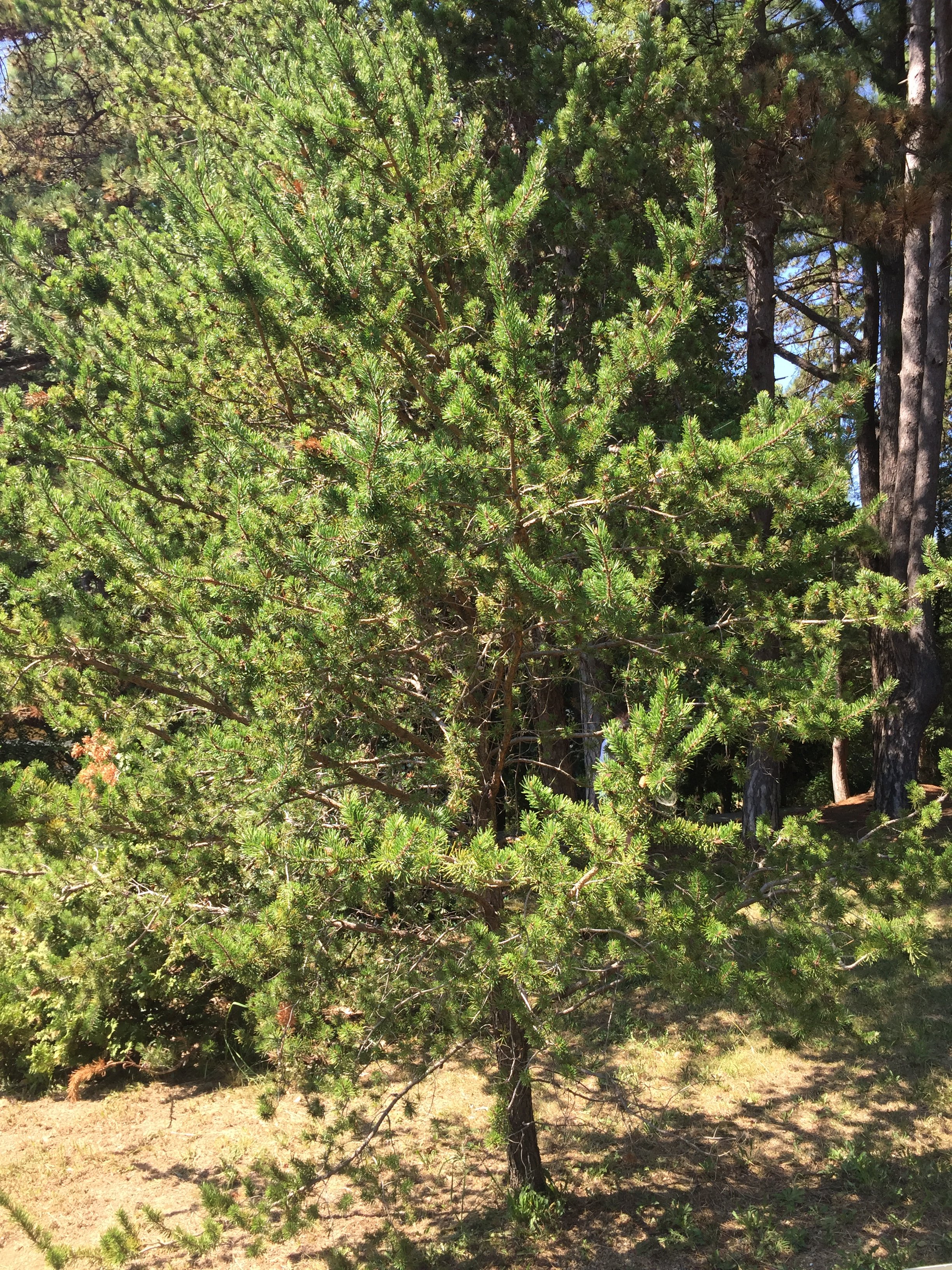 Image of a jack pine tree in a forest