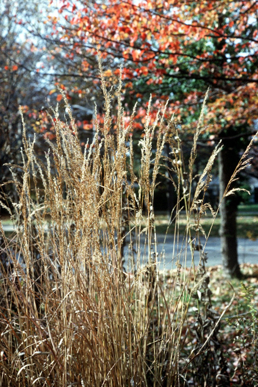 brown indian grass in front of a maple tree
