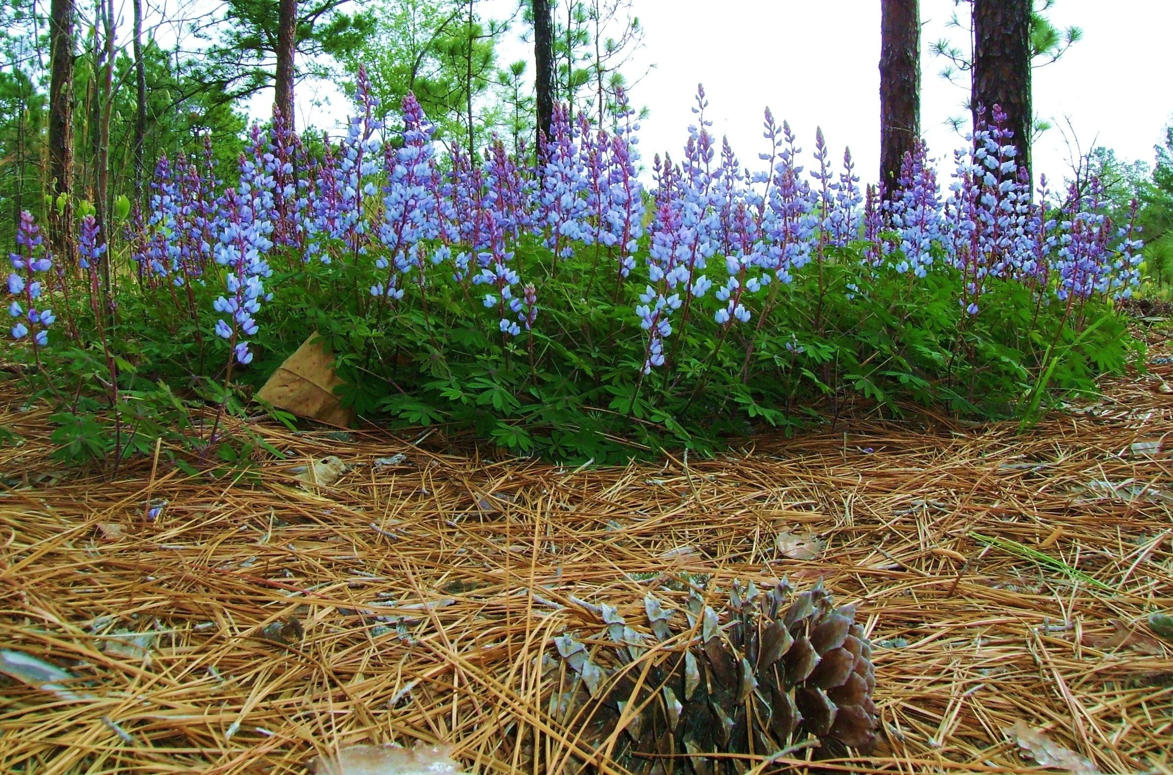 purple lupine flowers on a pine forest floor