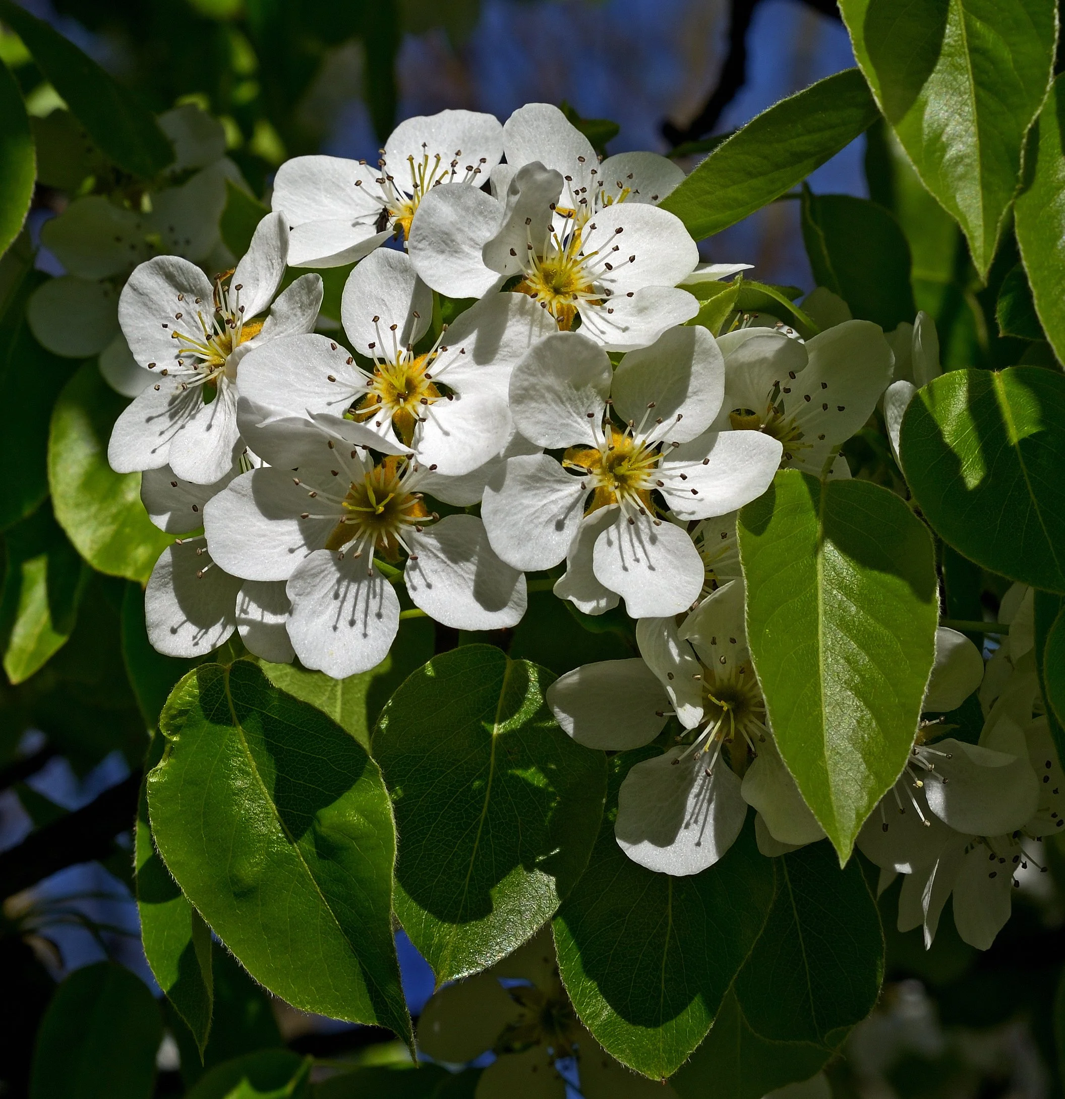 Common_pear_(Pyrus_communis)_blooming.jpg