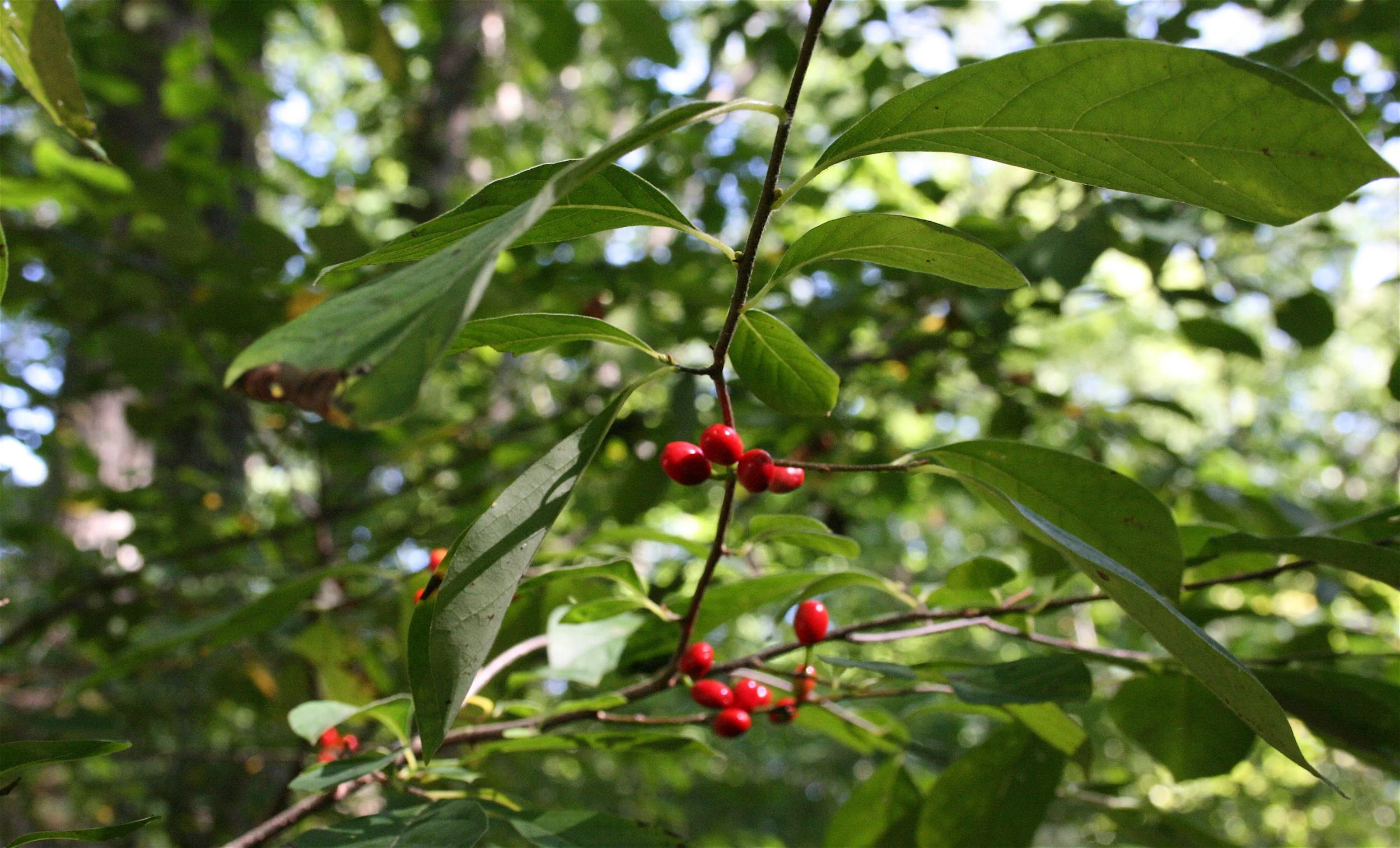 Cody Hough, CC BY-SA 3.0 <https://creativecommons.org/licenses/by-sa/3.0>, via Wikimedia Commons.jpg