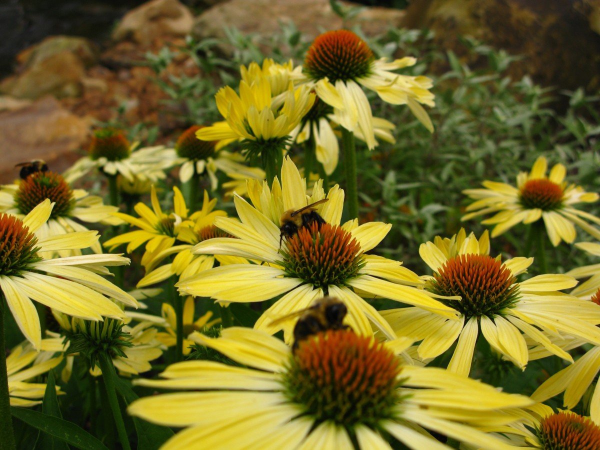 blanket of pale yellow cone flowers