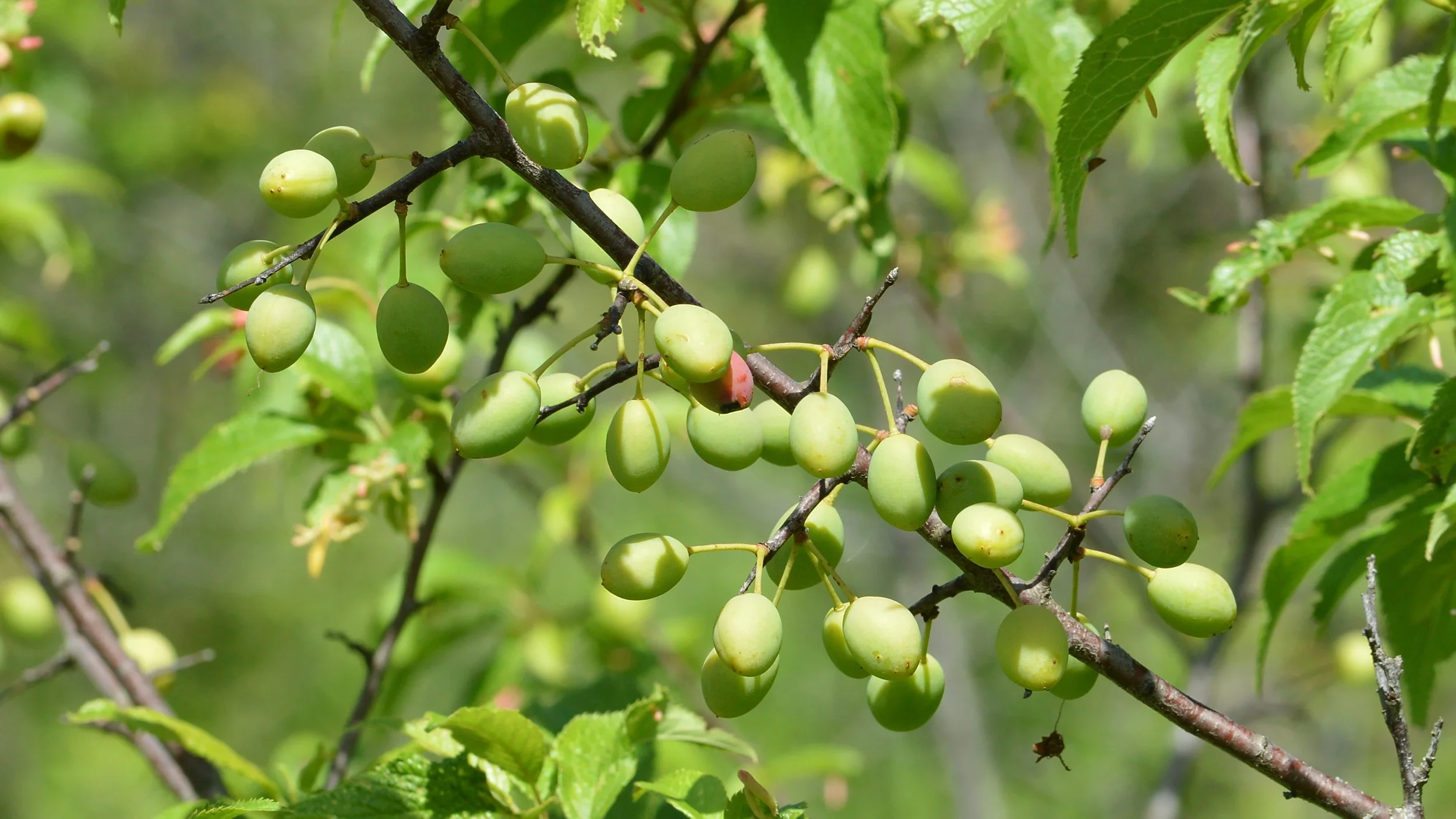 American Plum (Prunus americana)