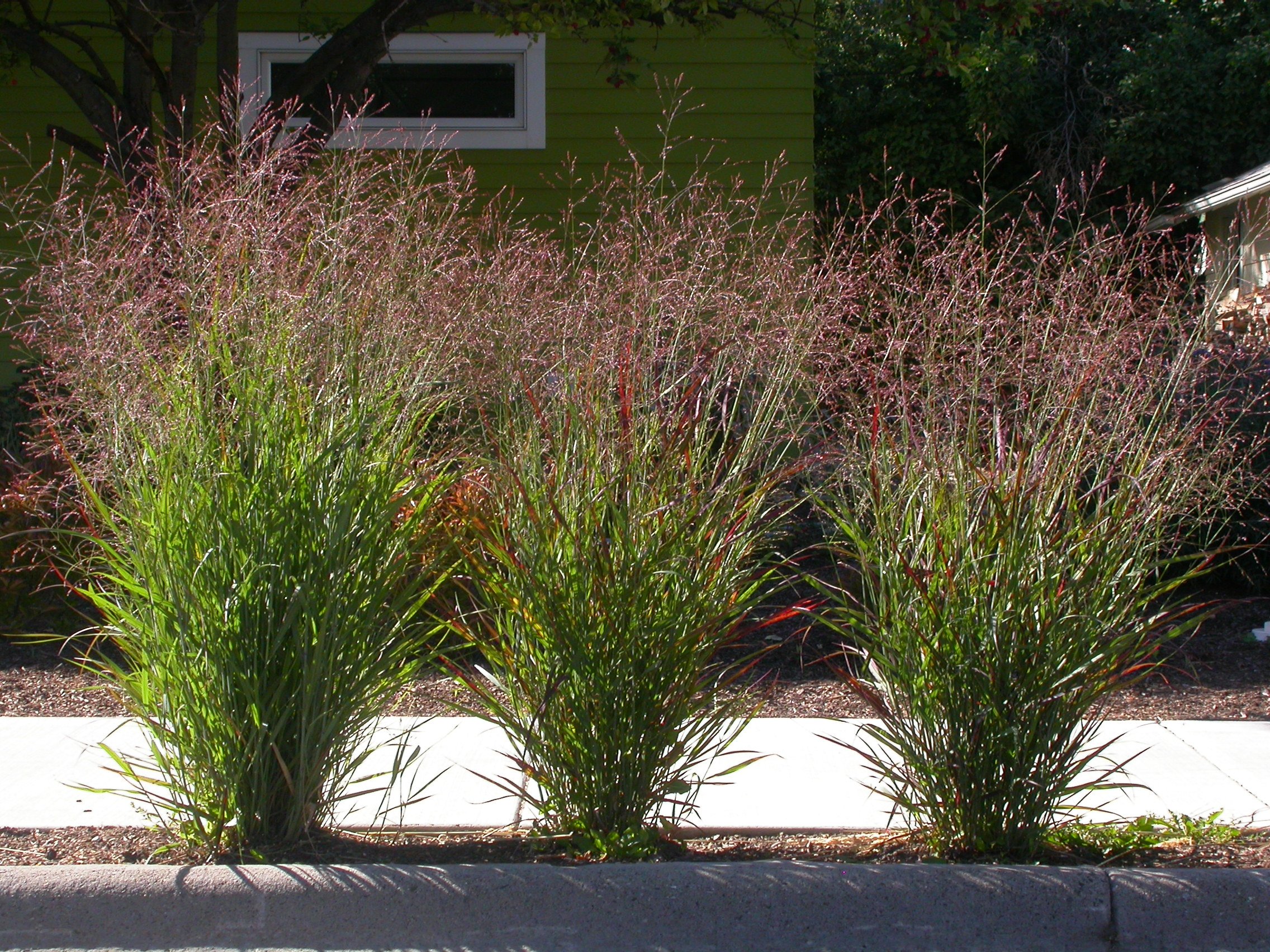 group of 3 switchgrass plants in a row