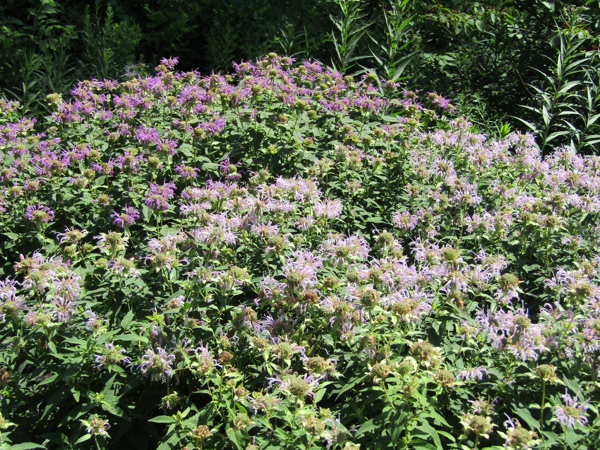 Large hedge of bee balm