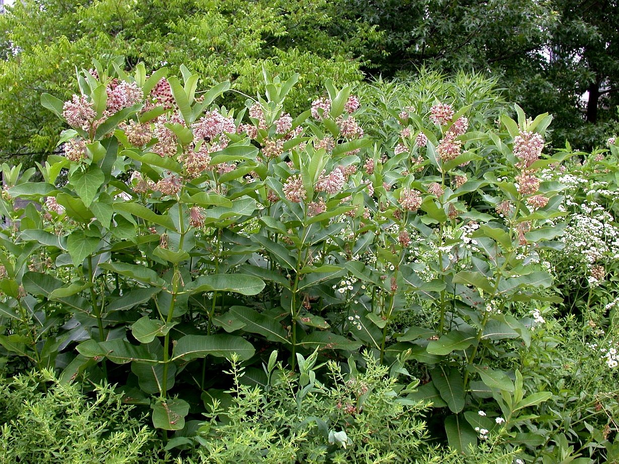 Large clump of common milkweed