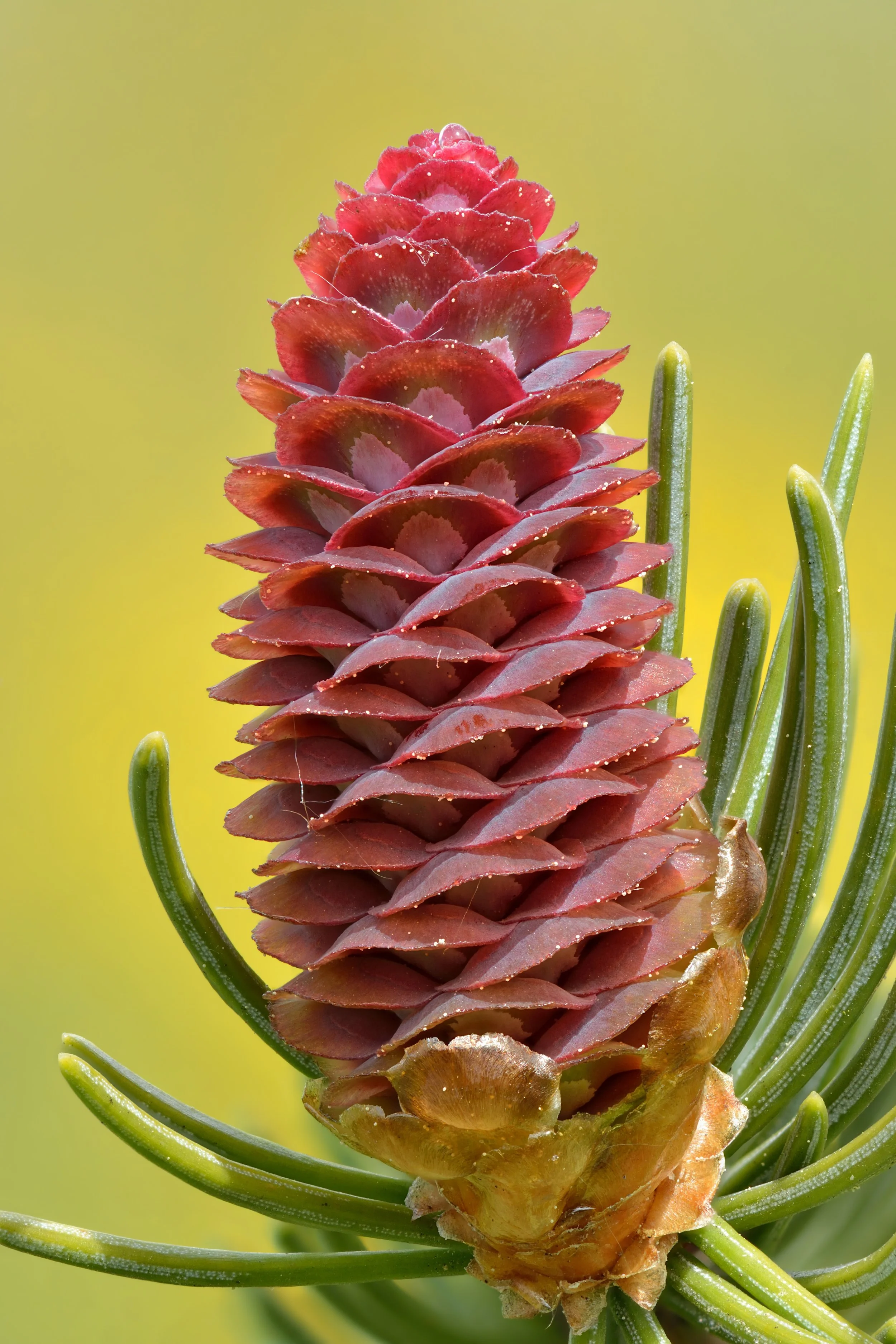 Ivar Leidus, CC BY-SA 4.0 <https://creativecommons.org/licenses/by-sa/4.0>, via Wikimedia Commons.jpg