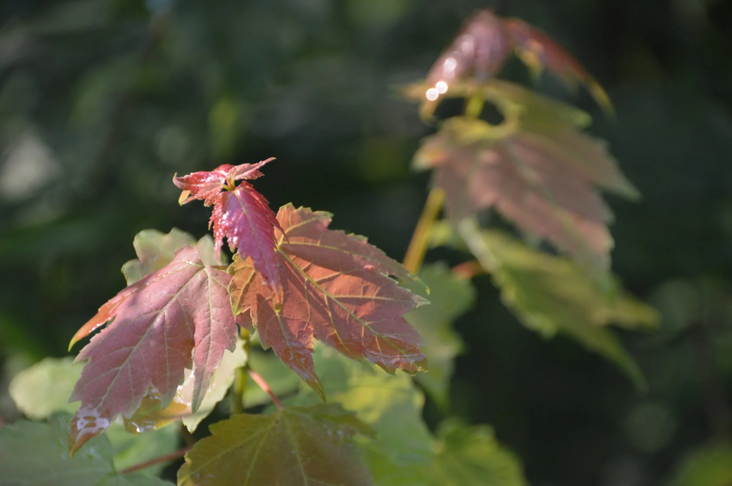 SterlingHerron, CC0, via Wikimedia Commons.jpg