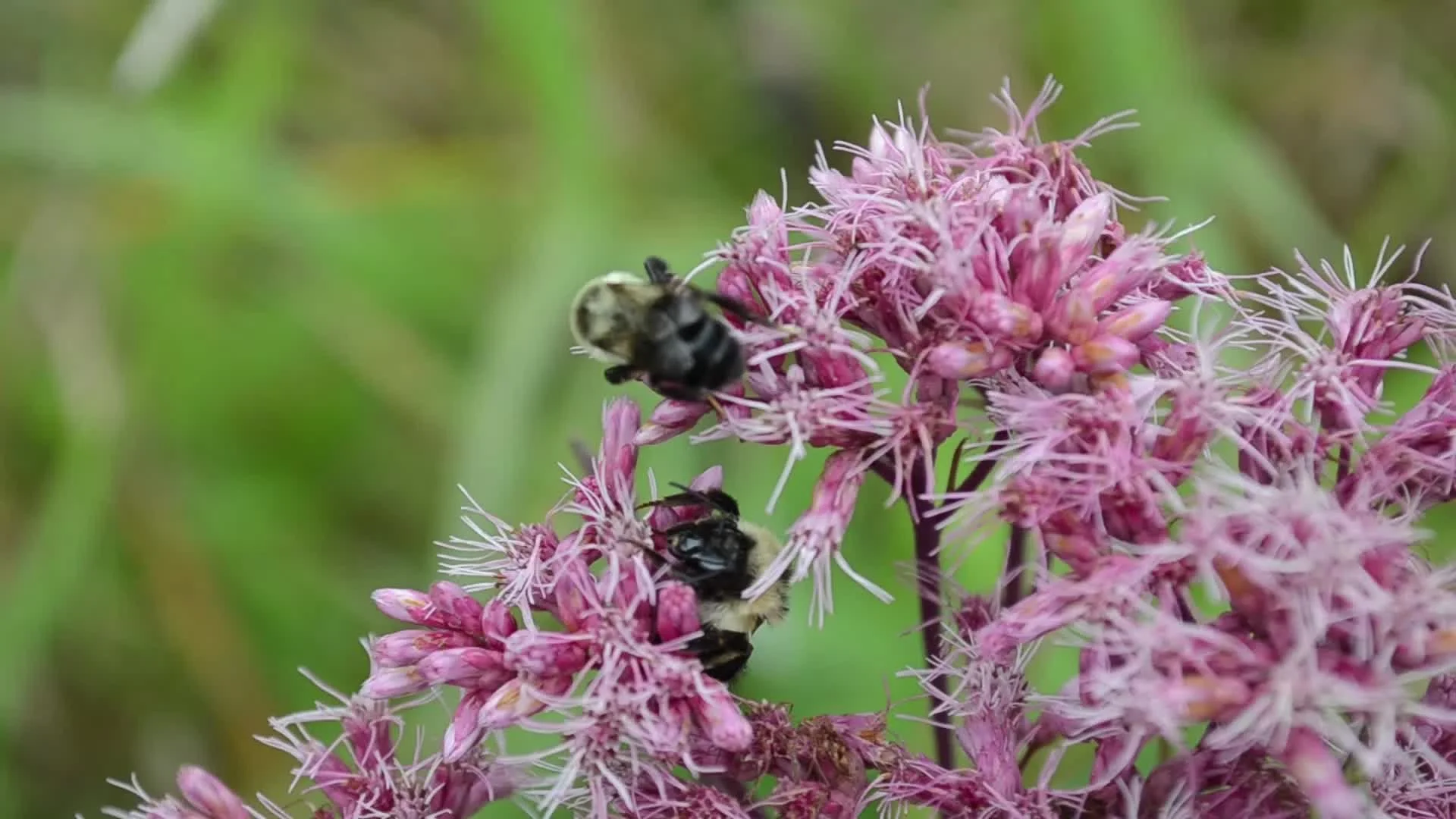 U.S. Fish and Wildlife Service - Midwest Region, Public domain, via Wikimedia Commons.jpg