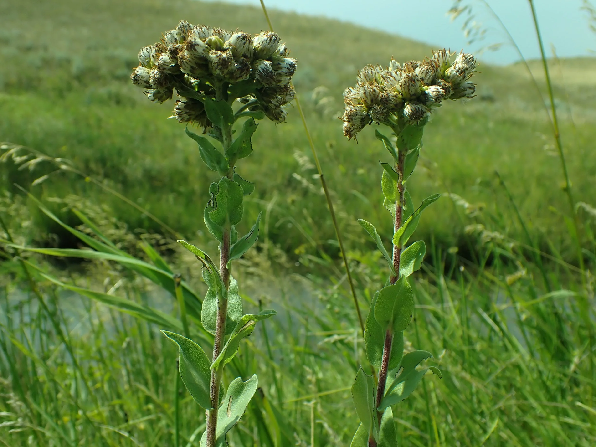 Solidago_rigida_-_stiff_goldenrod_-_53527250137.jpg