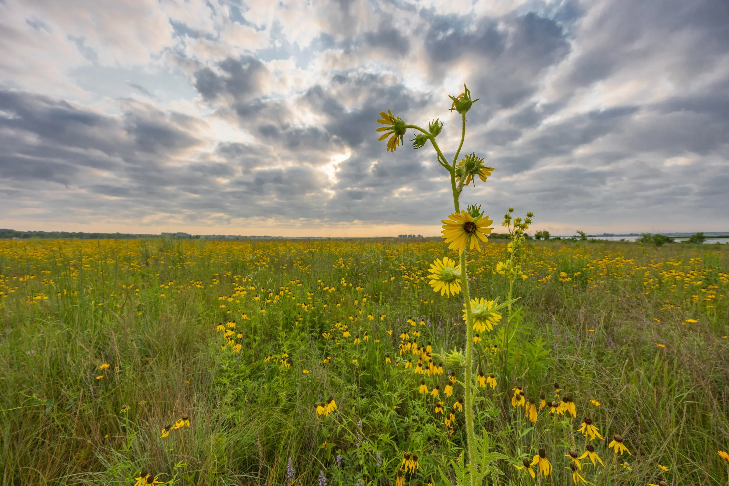 Compass_plant_at_sunrise_(53897402024).jpg