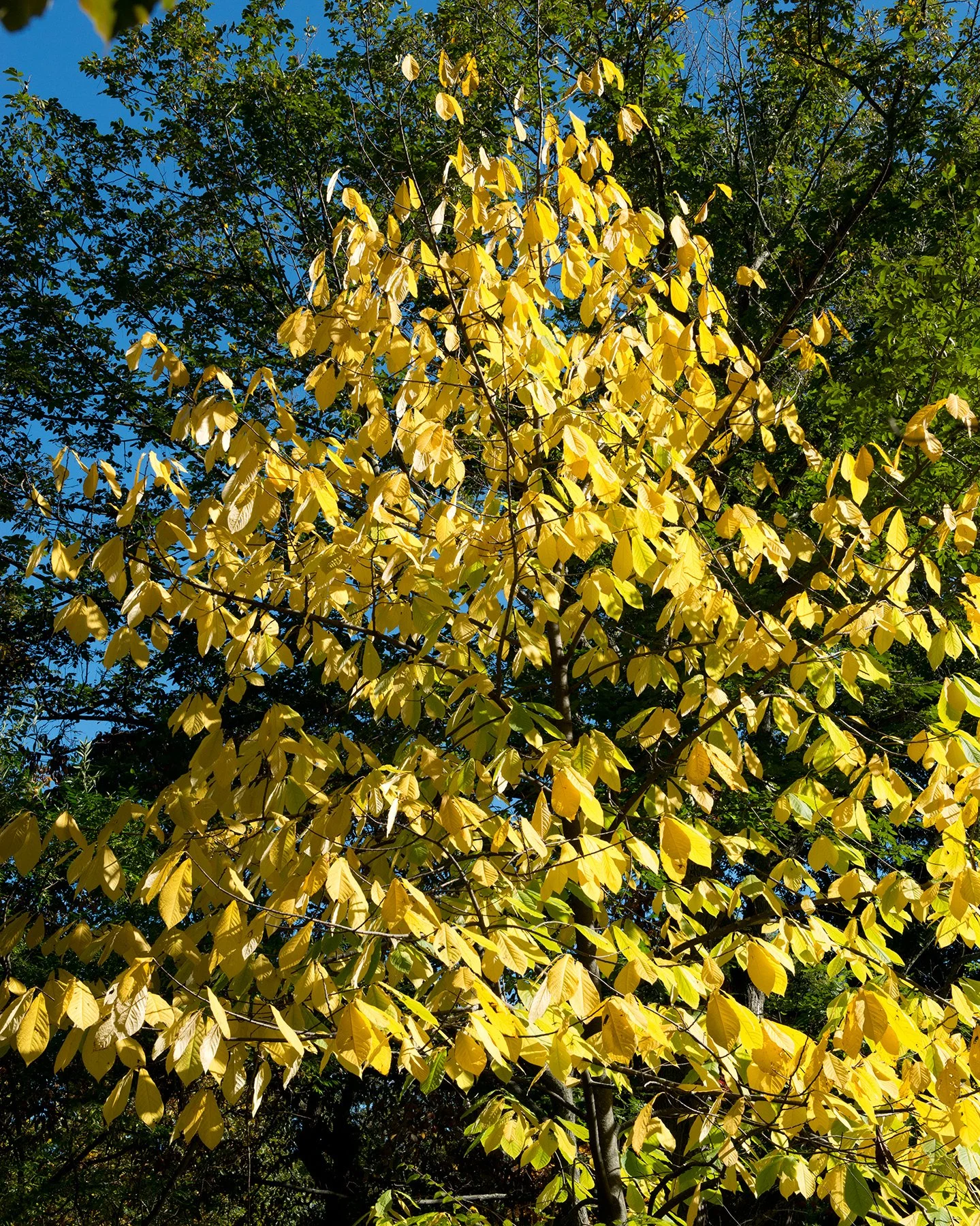 Plant Image Library from Boston, USA, CC BY-SA 2.0 <https://creativecommons.org/licenses/by-sa/2.0>, via Wikimedia Commons.jpg