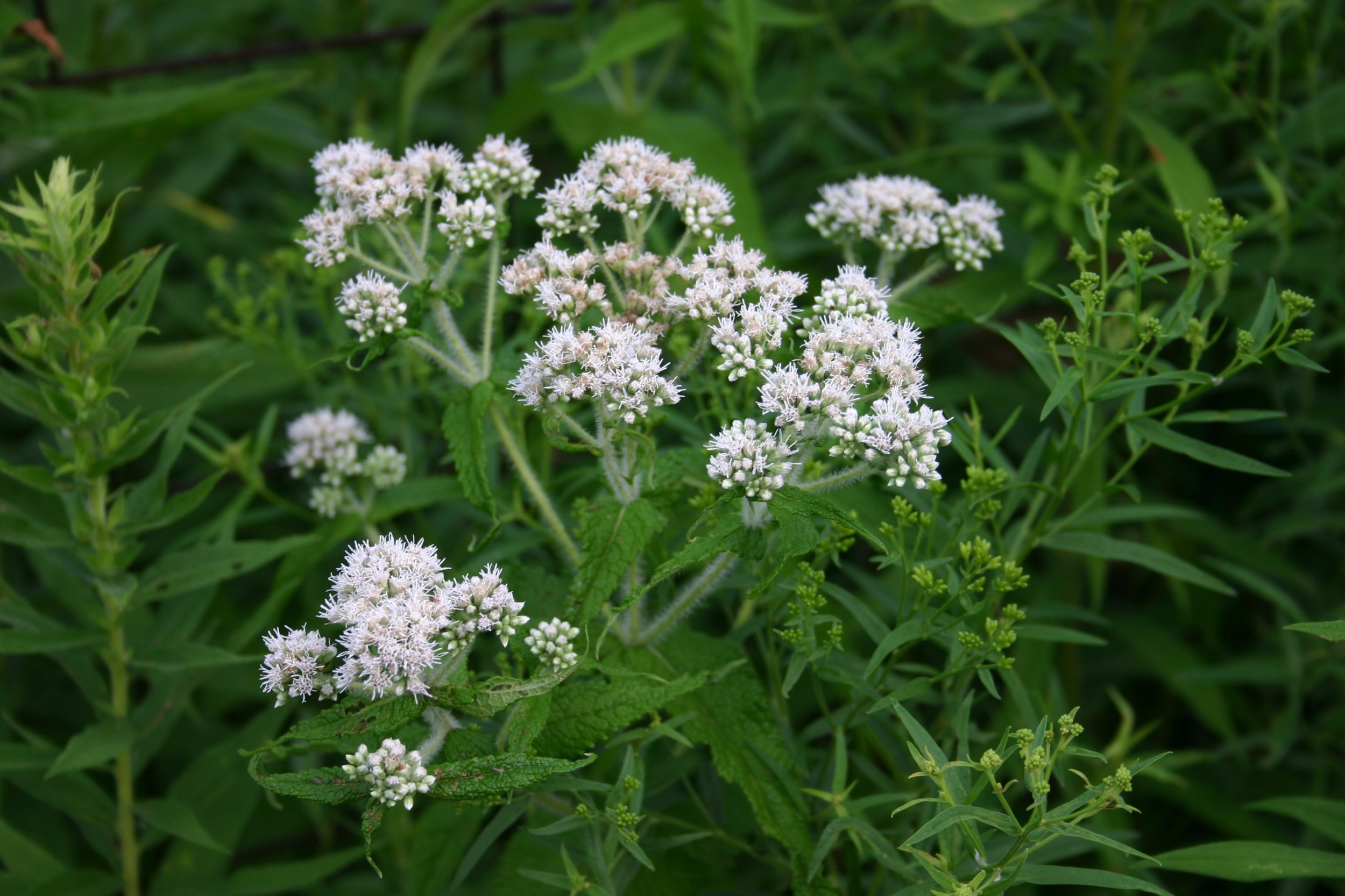 White flowers in a field