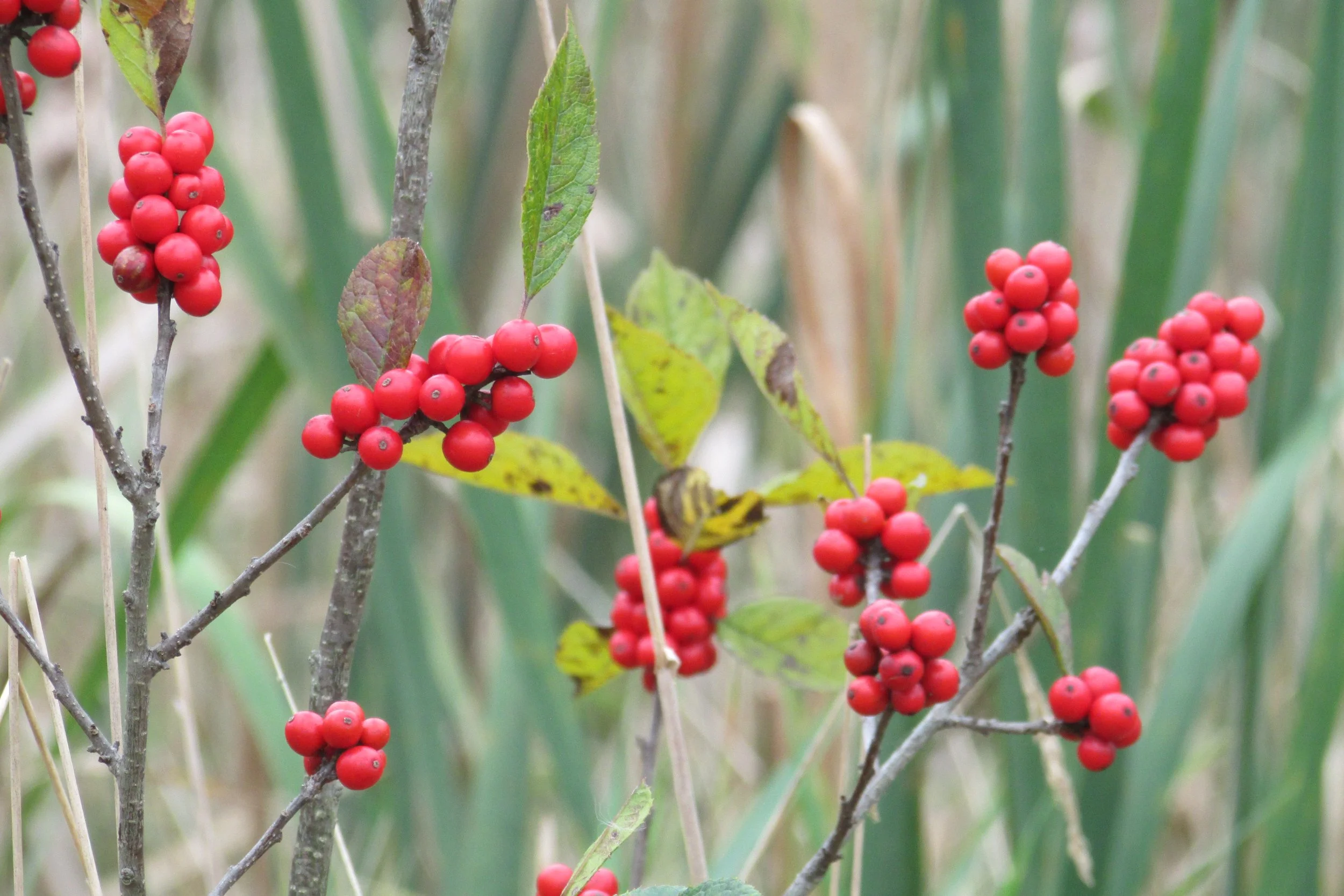 Winterberry/Michigan Holly (Ilex verticillata)