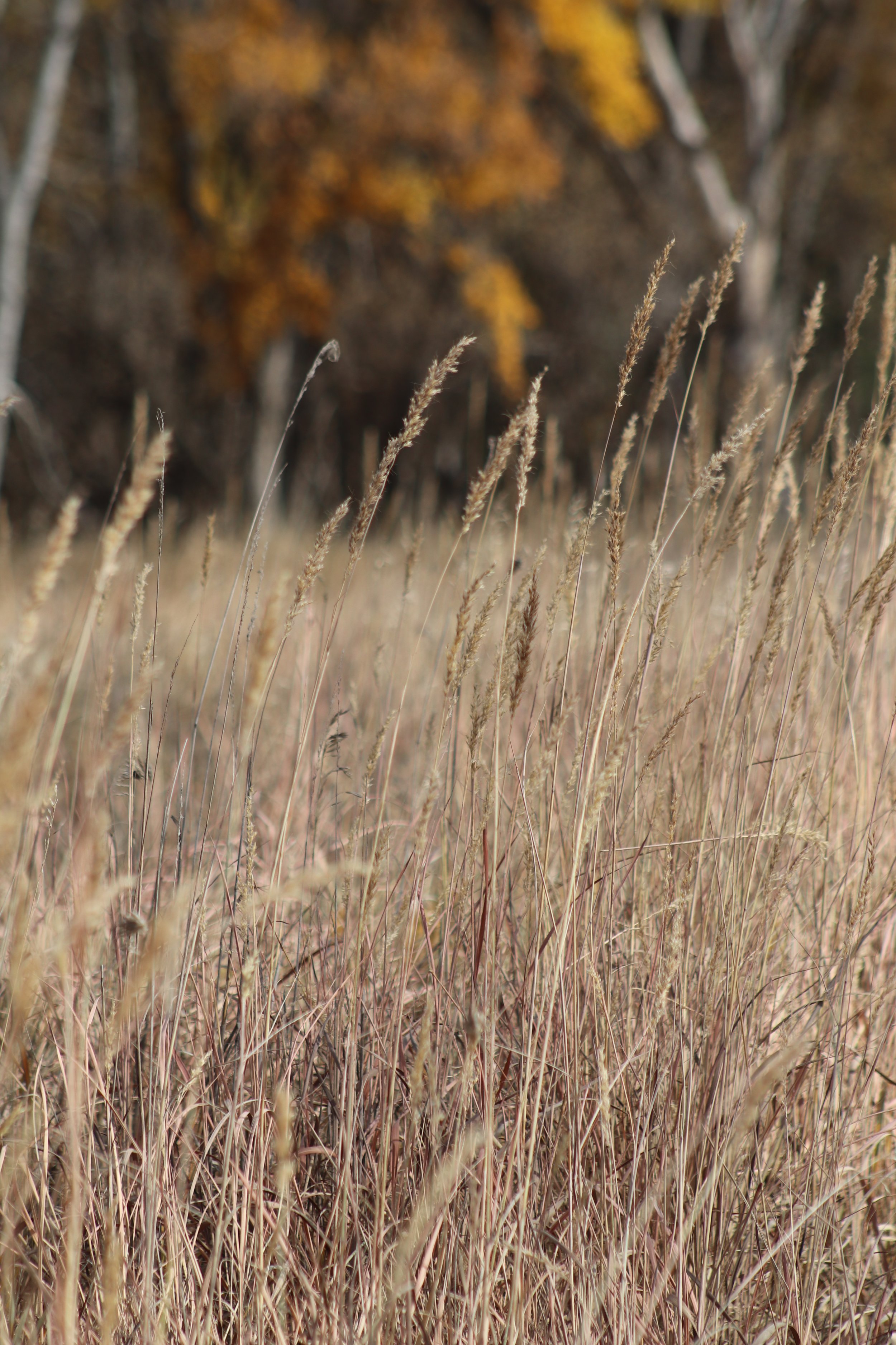 Indian Grass in a field