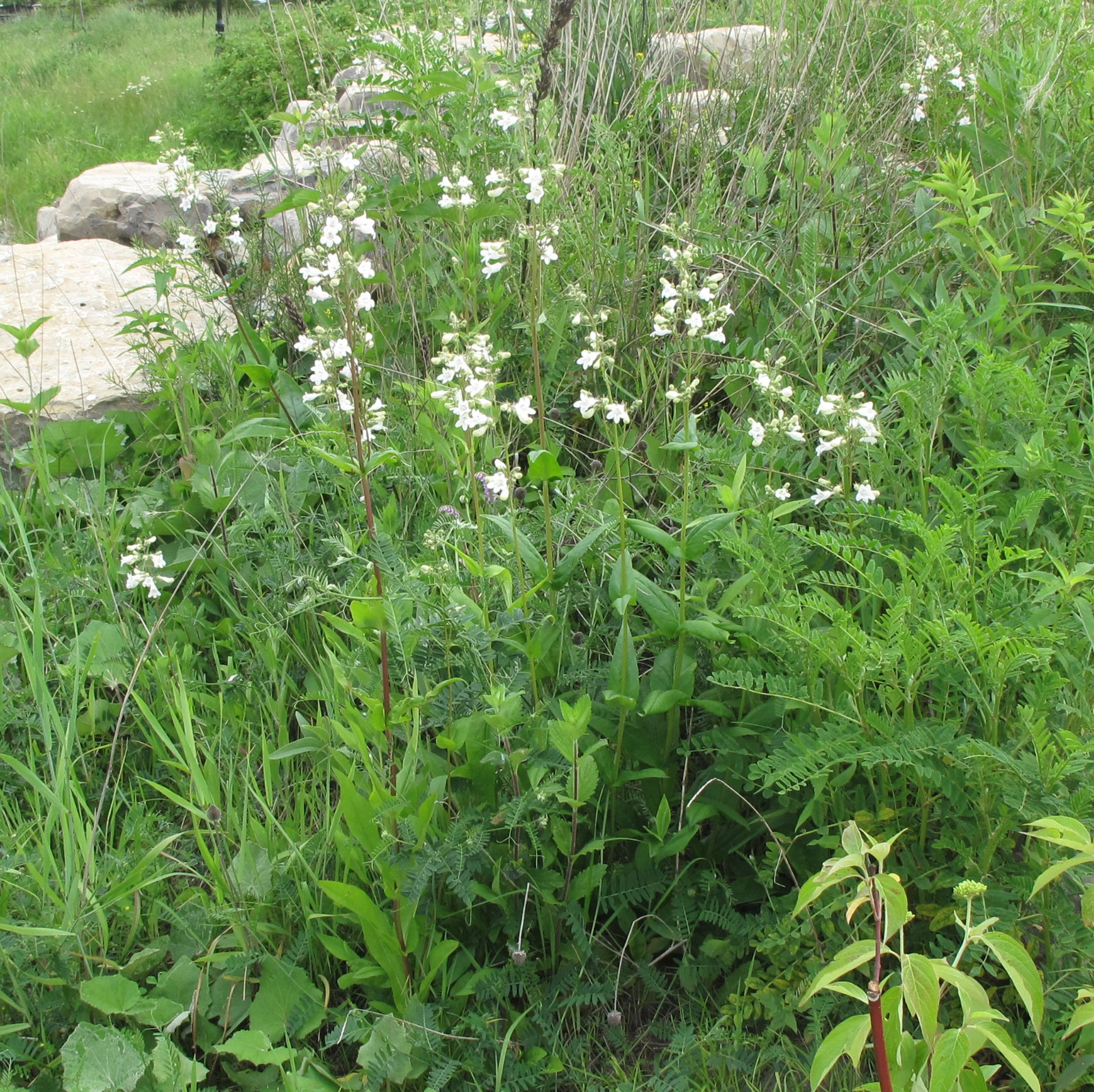 Laval University, CC BY-SA 4.0 <https://creativecommons.org/licenses/by-sa/4.0>, via Wikimedia Commons.jpg