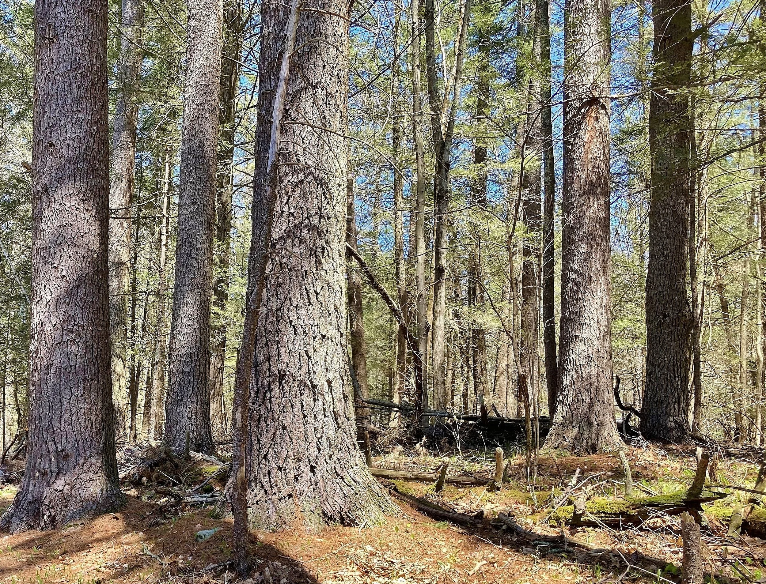 forest of white pine tree trunks