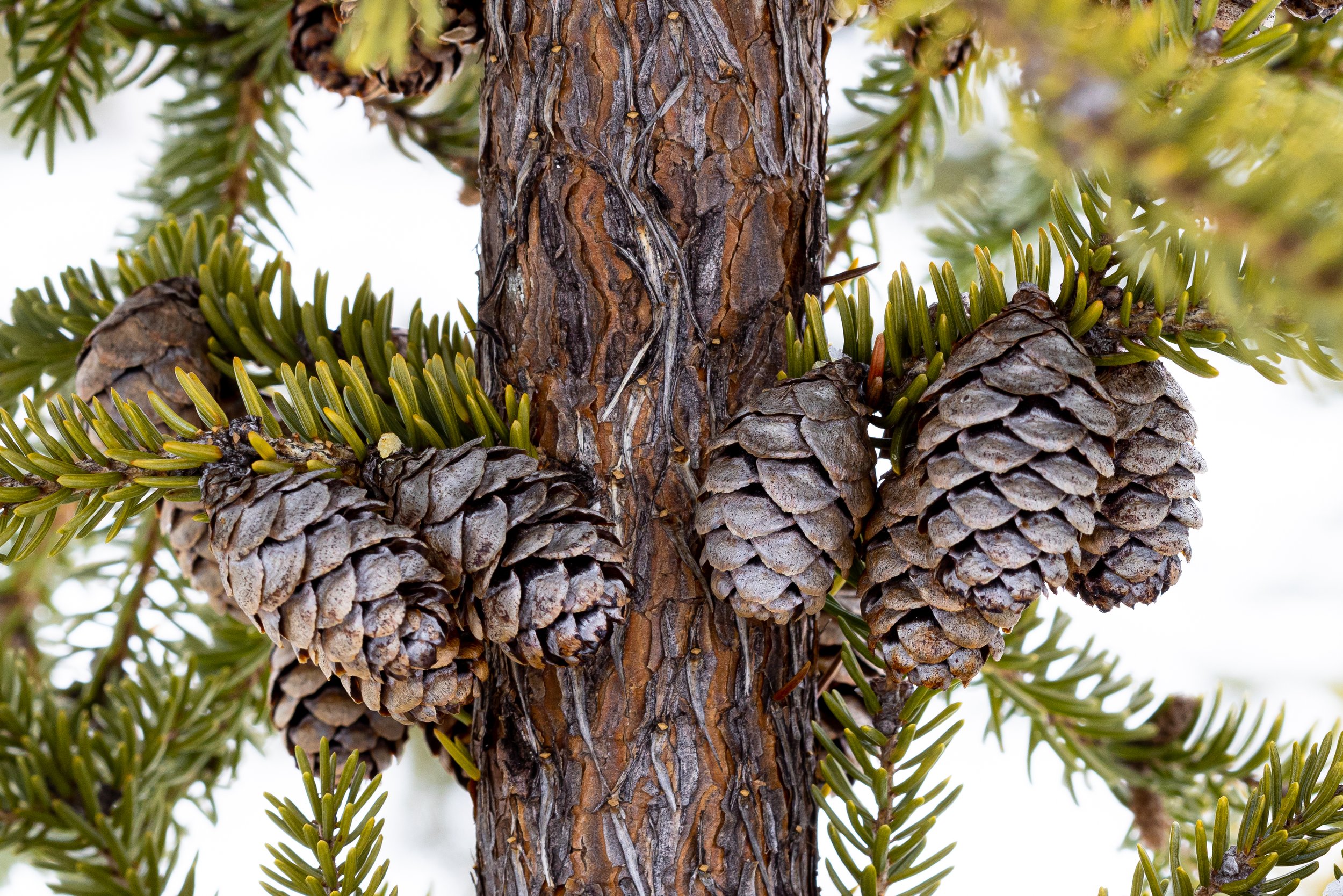 cluster of black spruce cones on a tree trunk