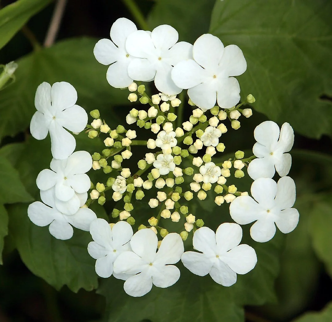 Hardyplants, Public domain, via Wikimedia Commons.jpg