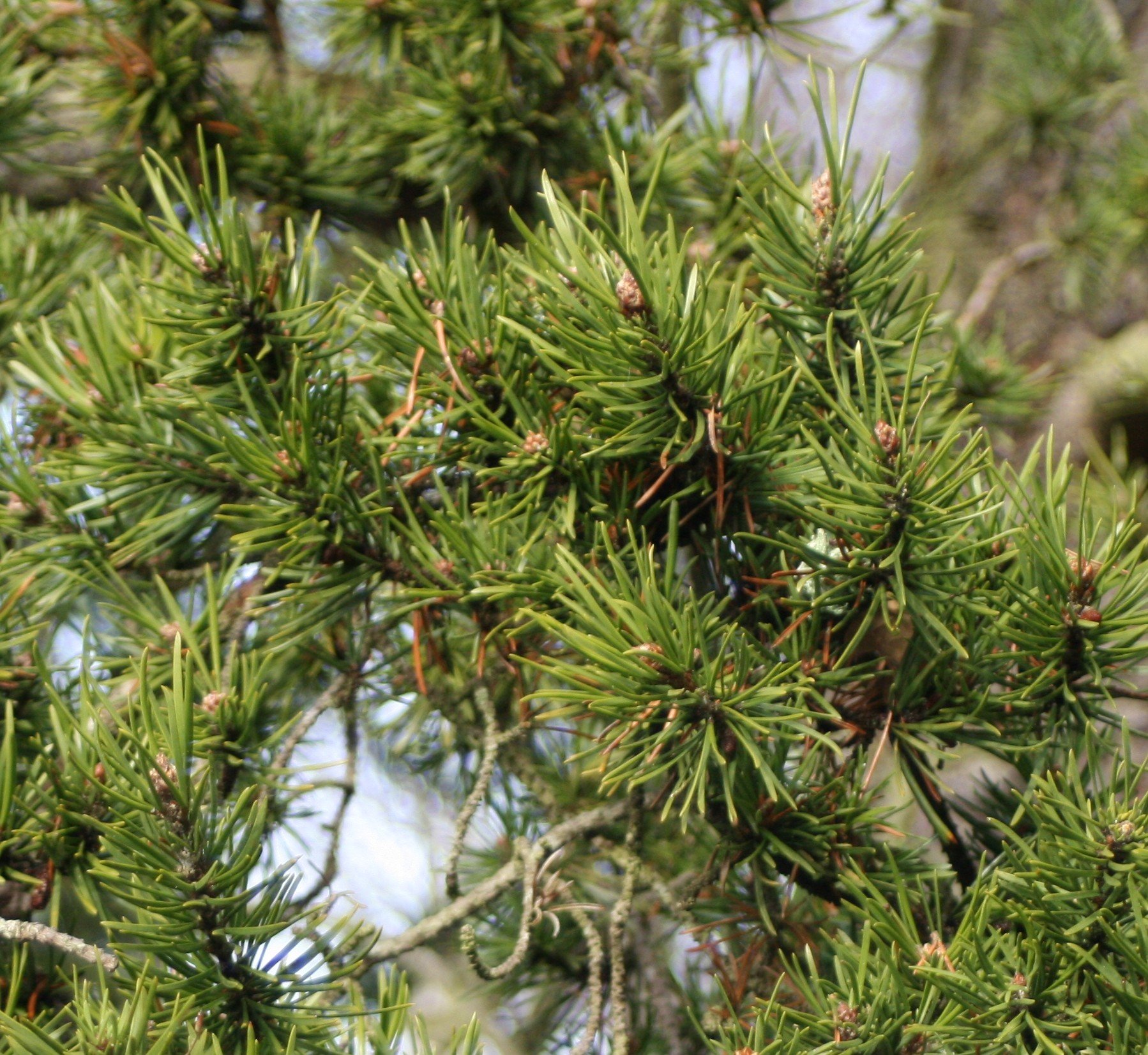 close up of jack pine branch and needles