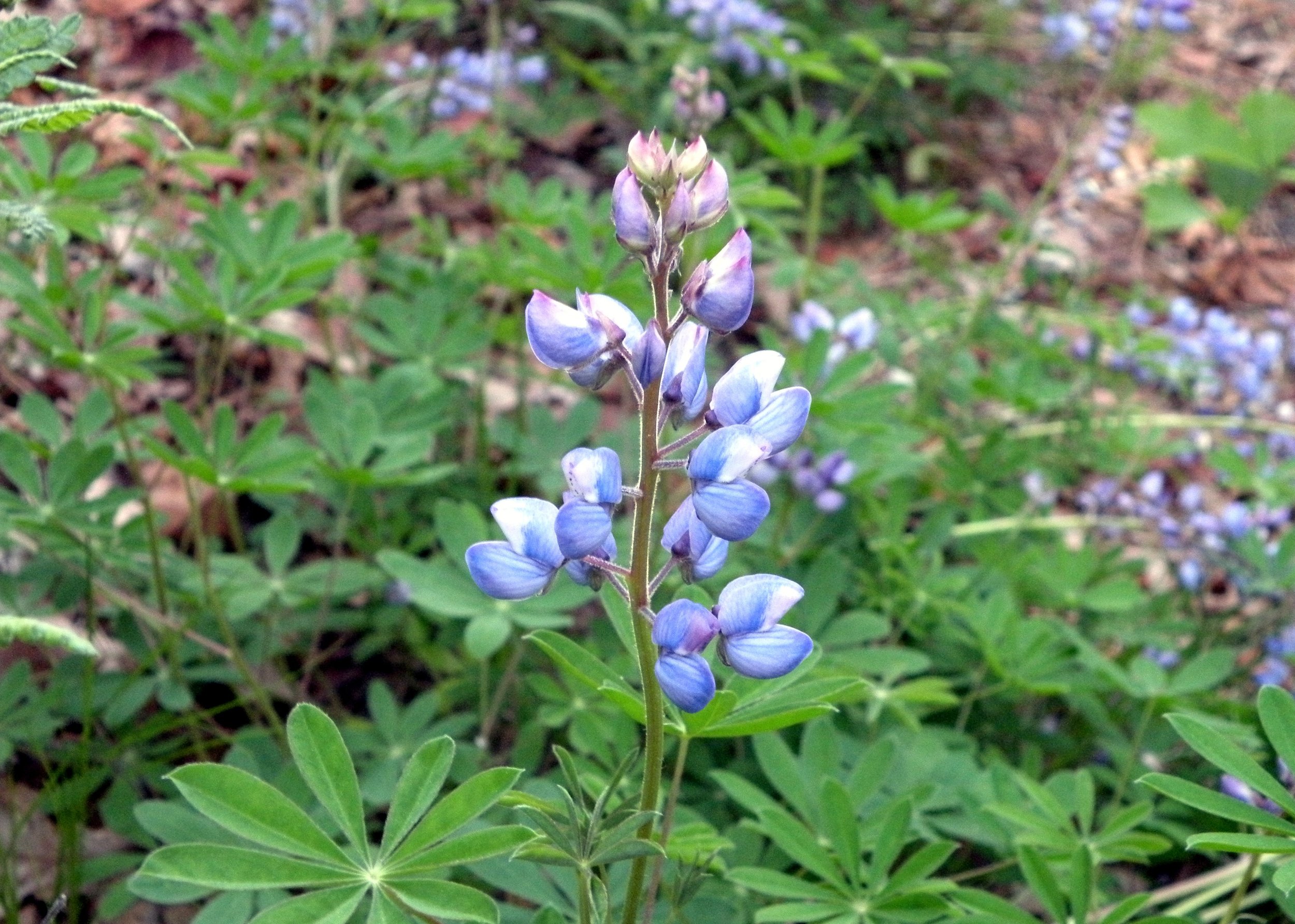 close up of lupine flower with star shaped leaves