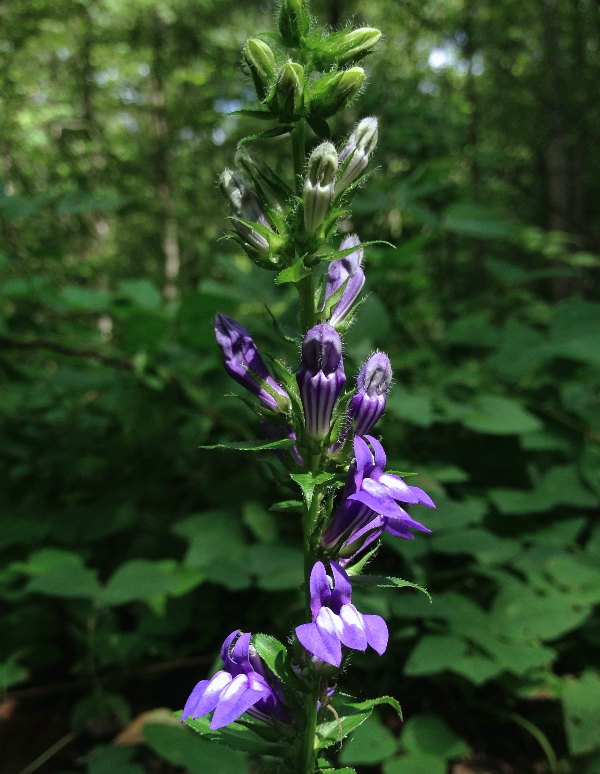 singular stem of great blue lobelia