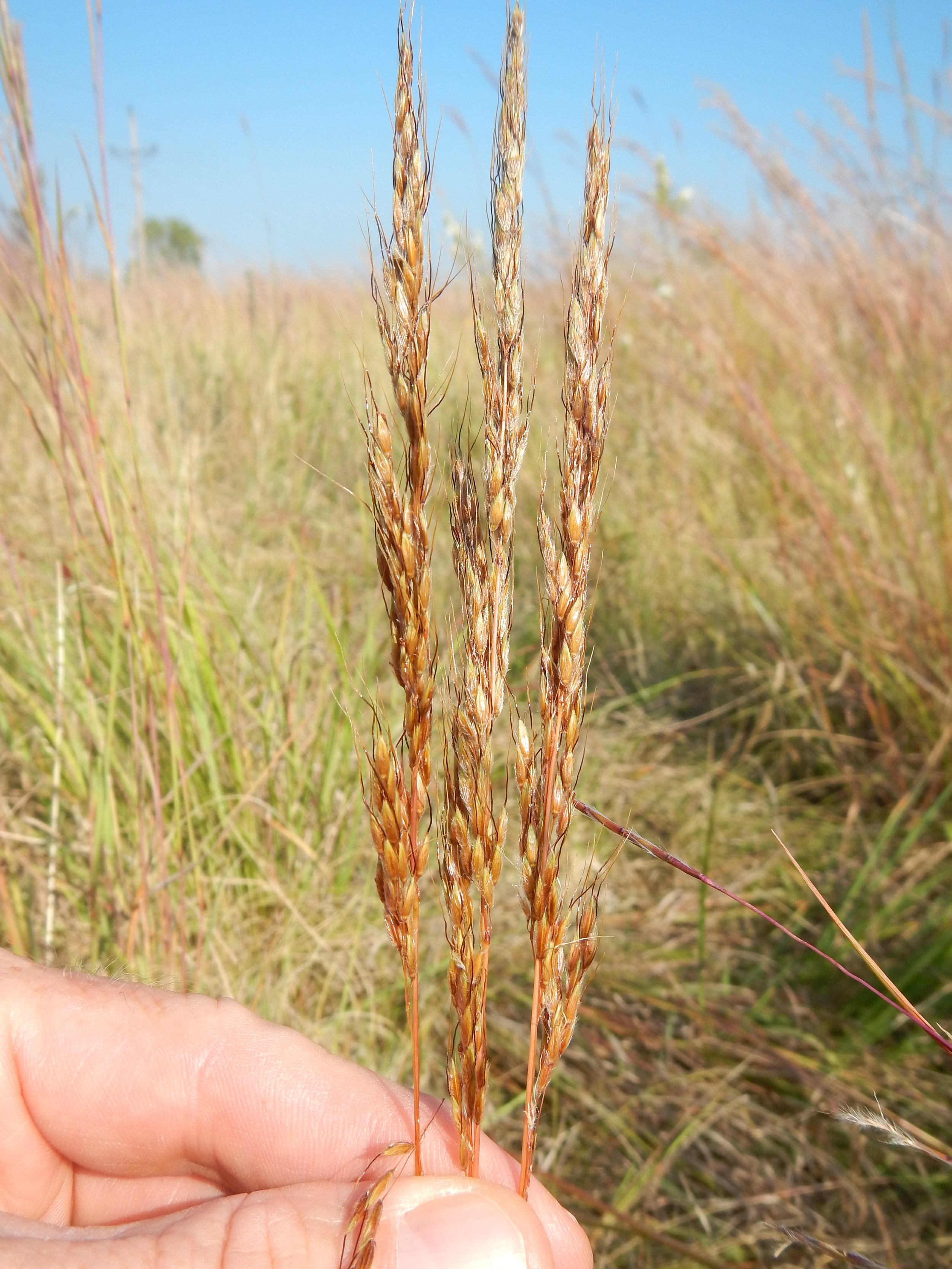 Hand holding close up of indian grass stems