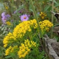 Stiff_goldenrod_along_the_path_outside_the_Welcome_Center_(20180907-FS-Midewin-VH-003).jpg