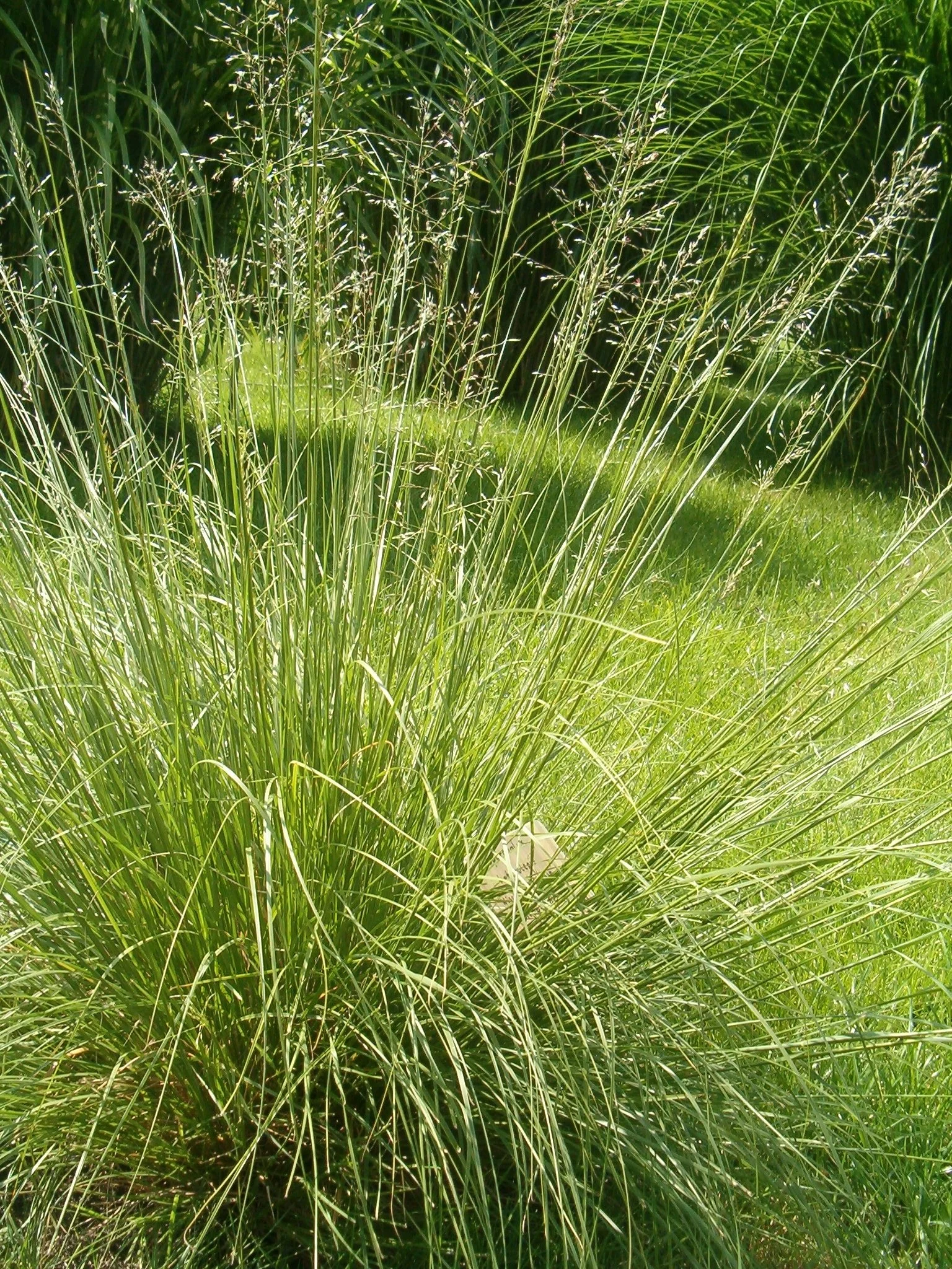 Sporobolus_heterolepis_WisconsinStrain_BotGardBln07122011D.jpg