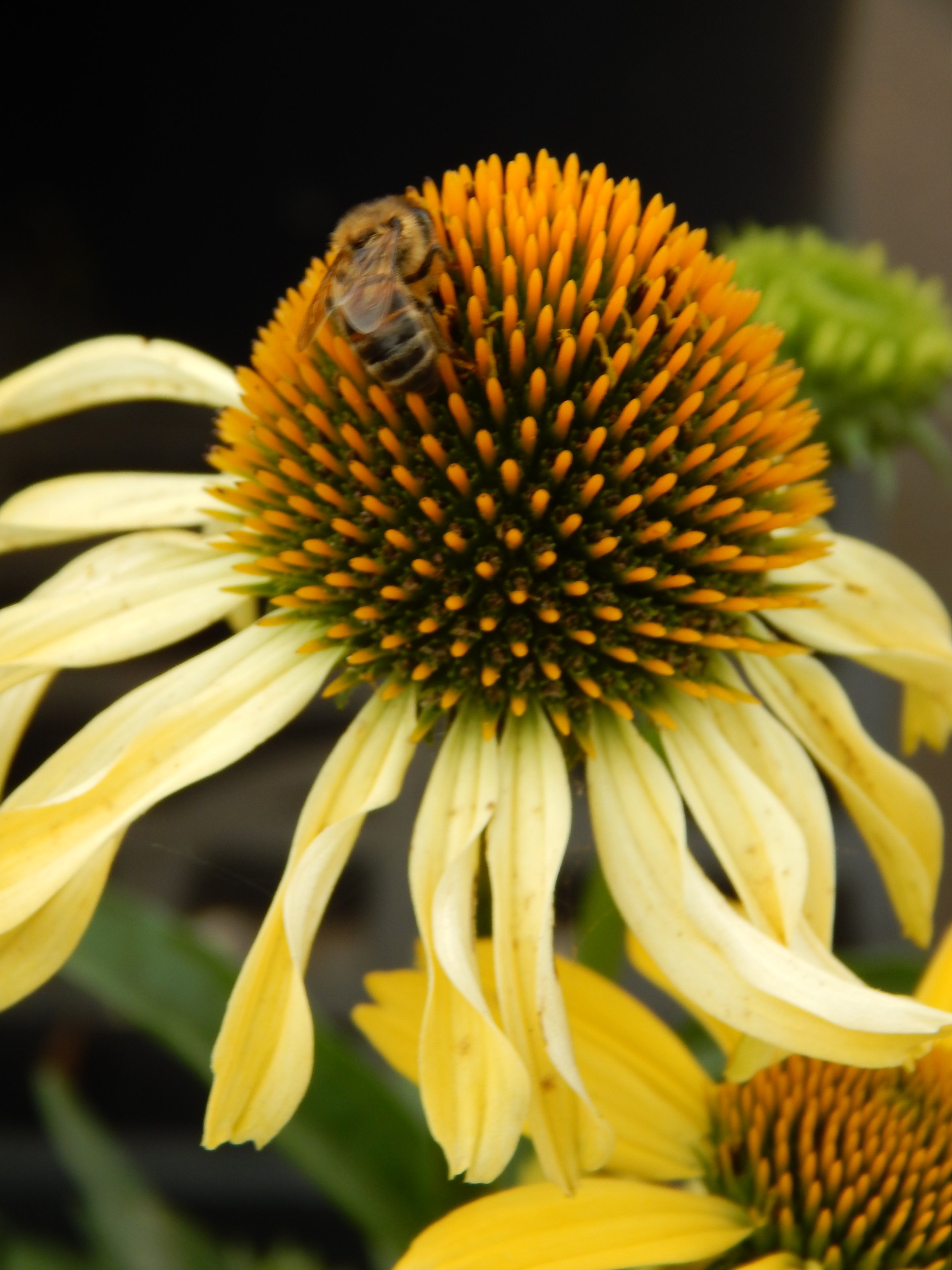 close up of yellow cone flower with a bee