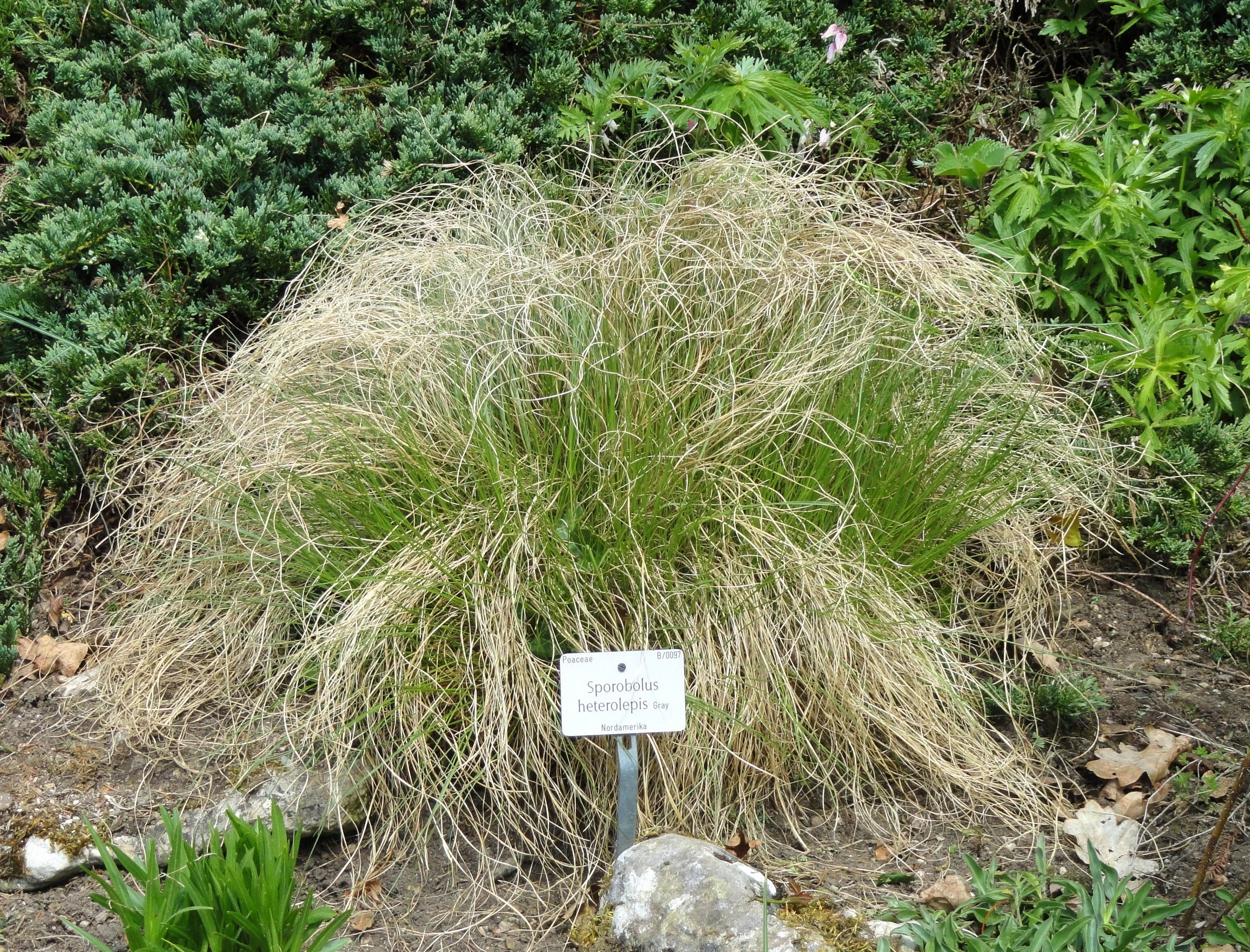 Sporobolus_heterolepis_-_Botanischer_Garten_München-Nymphenburg_-_DSC07704.jpg