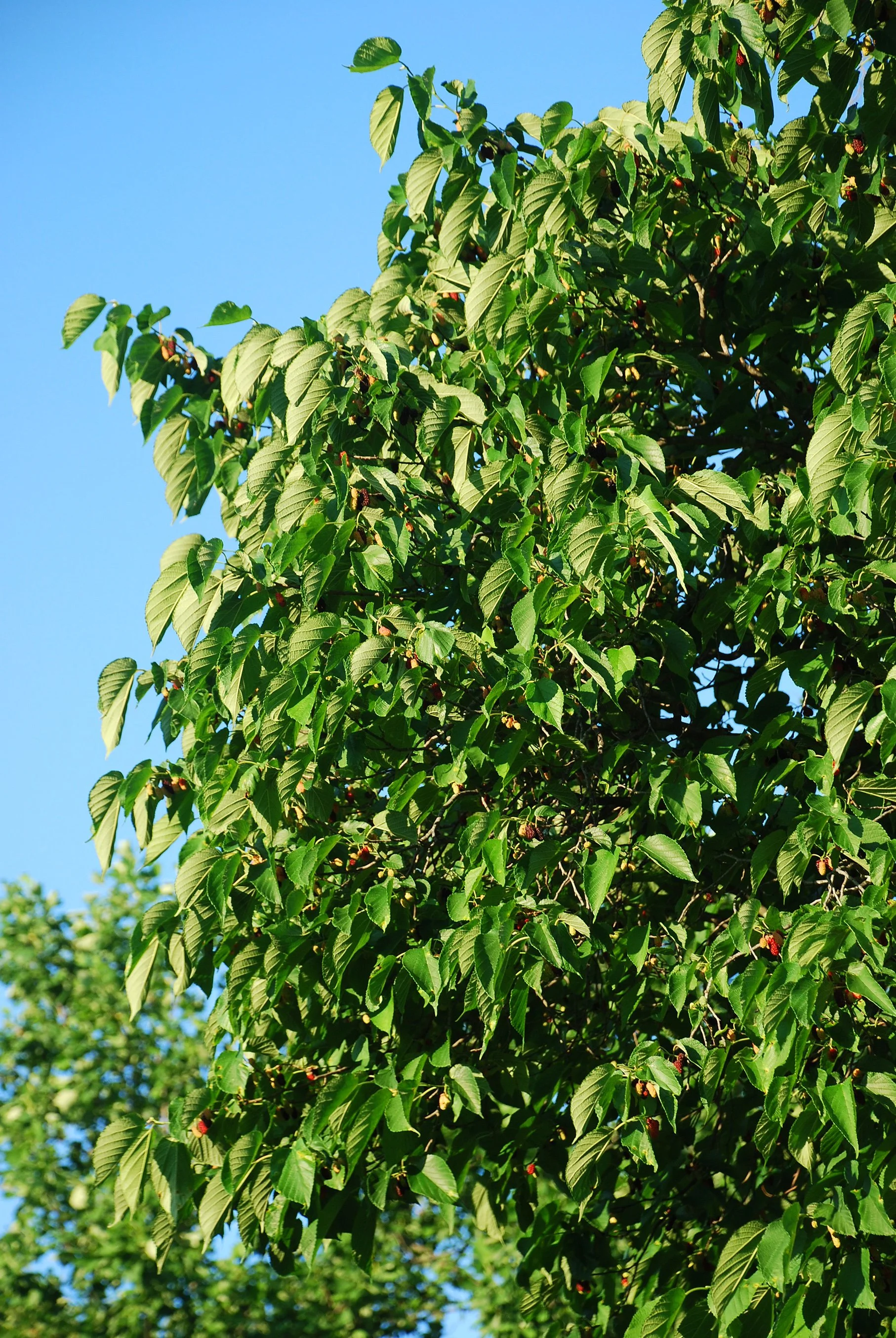 Douglas Goldman, CC BY-SA 4.0 <https://creativecommons.org/licenses/by-sa/4.0>, via Wikimedia Commons.jpg