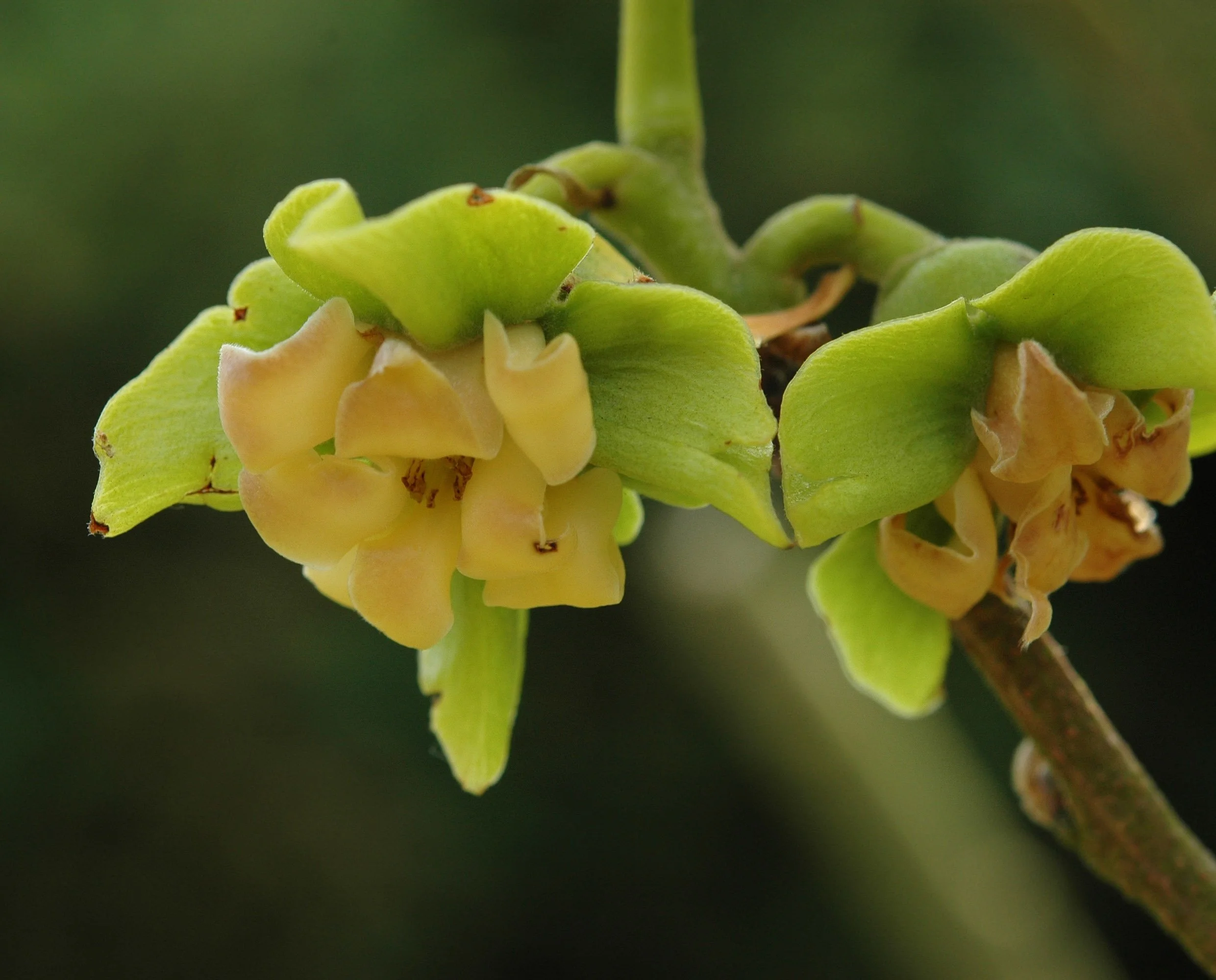 Wouter Hagens, CC BY-SA 3.0 <https://creativecommons.org/licenses/by-sa/3.0>, via Wikimedia Commons.jpg