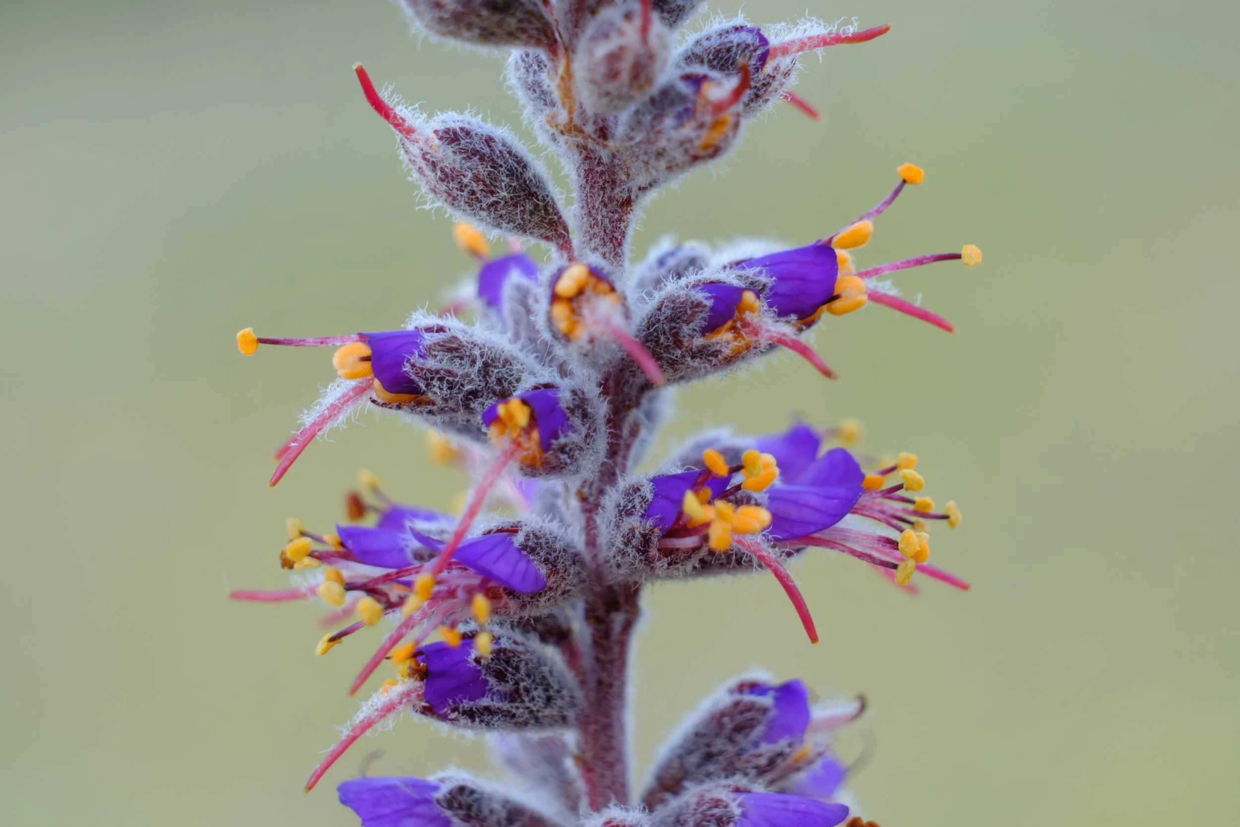 Amorpha_canescens_-_Leadplant_01.jpg