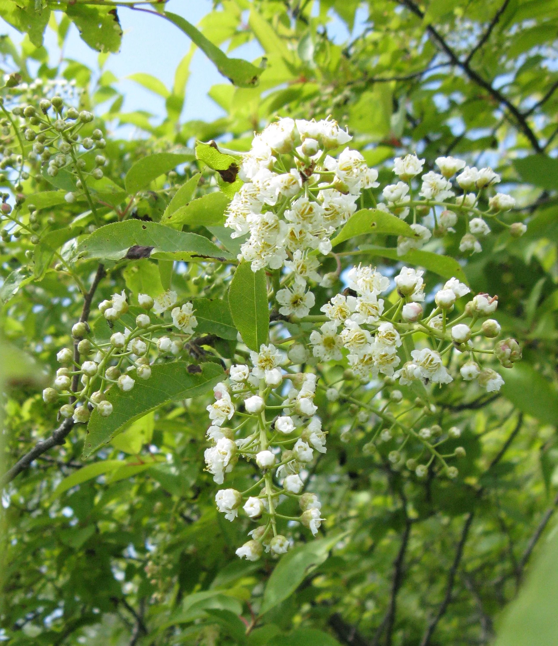 Choke Cherry  (Prunus virginiana)