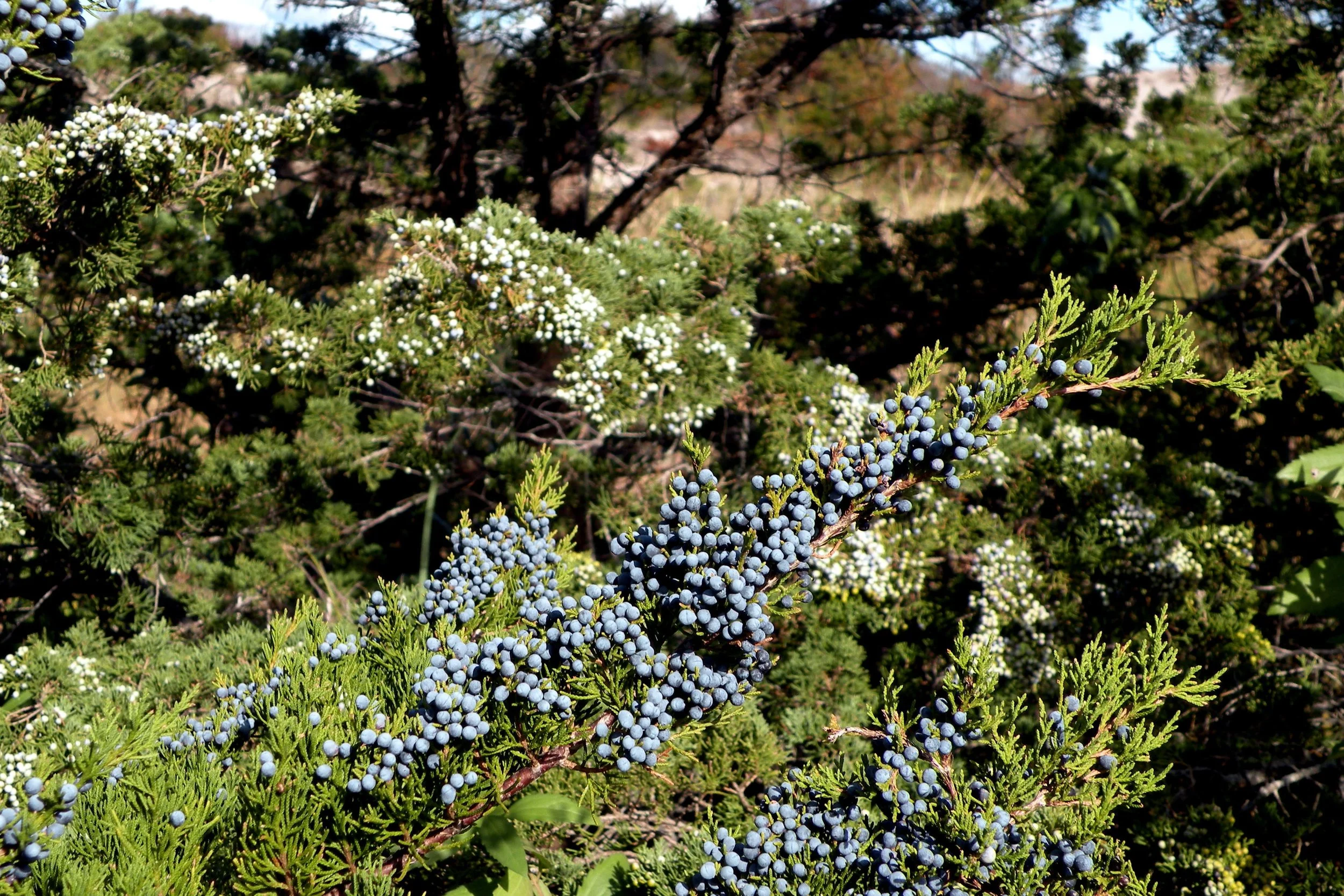 Ivar Leidus, CC BY-SA 4.0 <https://creativecommons.org/licenses/by-sa/4.0>, via Wikimedia Commons.jpg