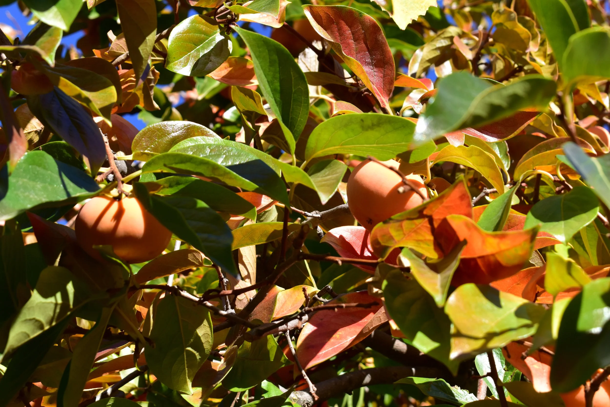 FASTILY, CC BY-SA 4.0 <https://creativecommons.org/licenses/by-sa/4.0>, via Wikimedia Commons.jpg