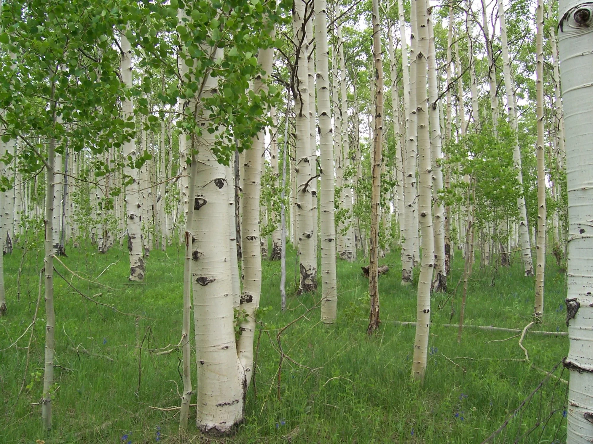 Quaking Aspen (Populus tremuloides)