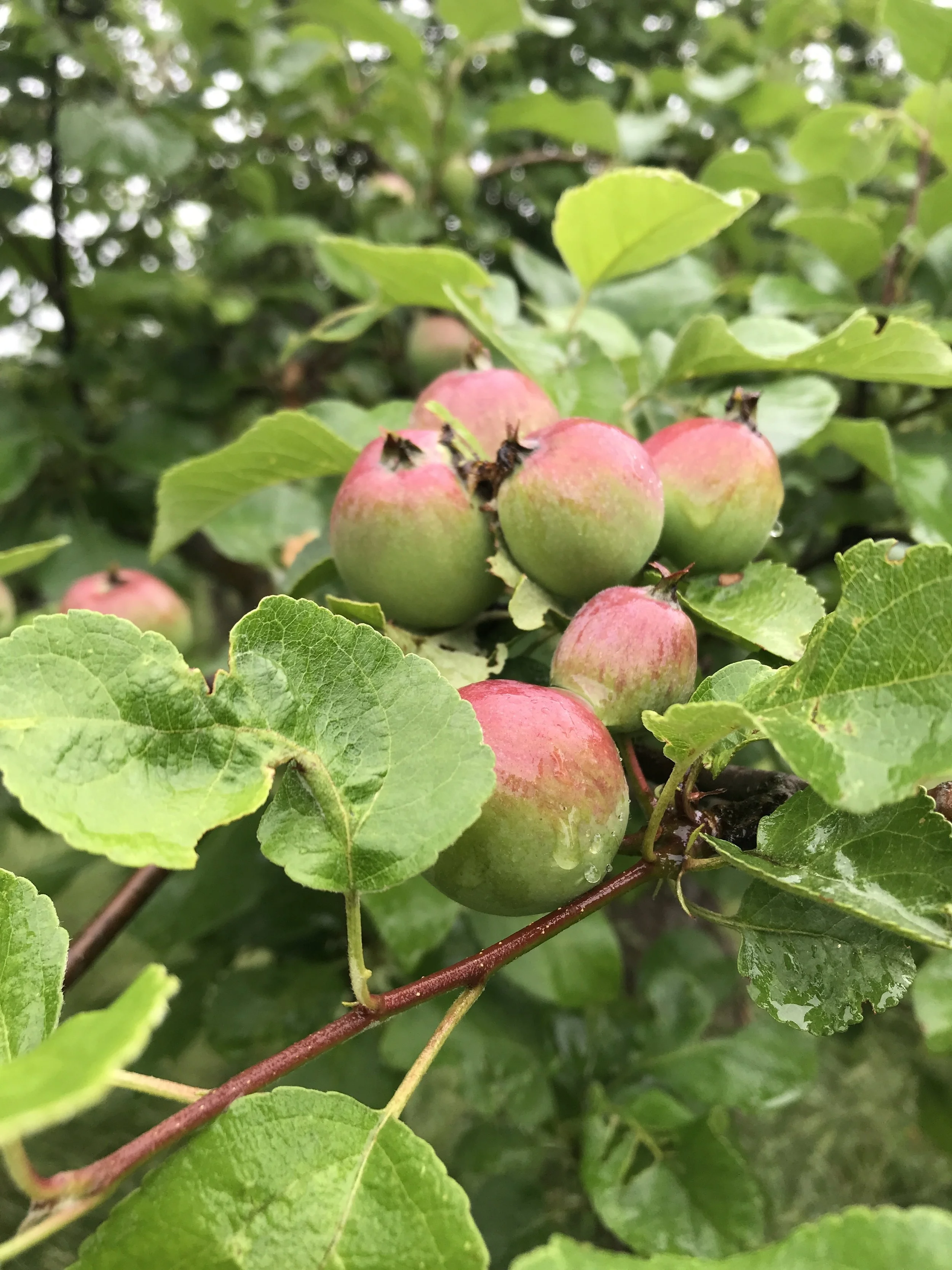 Apple Tree Packet (5 Trees: CrimsonCrisp, Enterprise, GoldRush, Liberty, Arkansas Black)