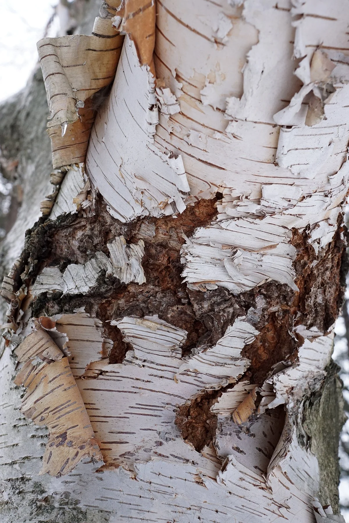 Plant Image Library, CC BY-SA 2.0 <https://creativecommons.org/licenses/by-sa/2.0>, via Wikimedia Commons.jpg