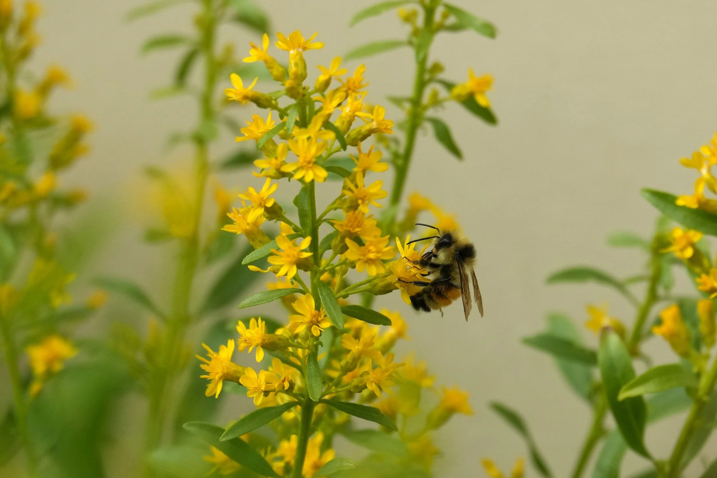 Orange-belted_bumble_bee_on_stiff_goldenrod_(54795861338).jpg