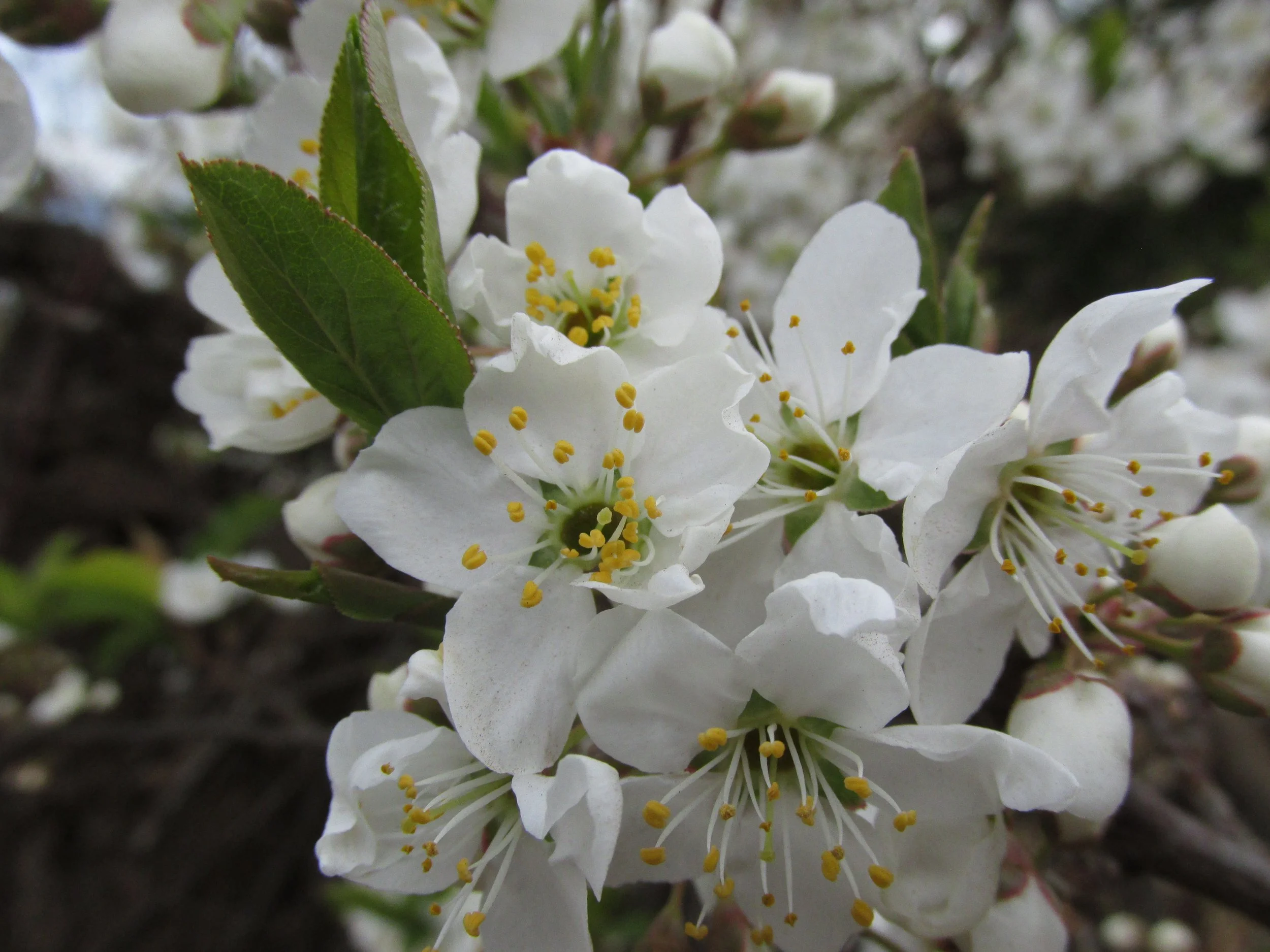 Starr-170225-7024-Prunus_cerasifera_x_salicina-flowers-Polipoli-Maui_(33341103566).jpg